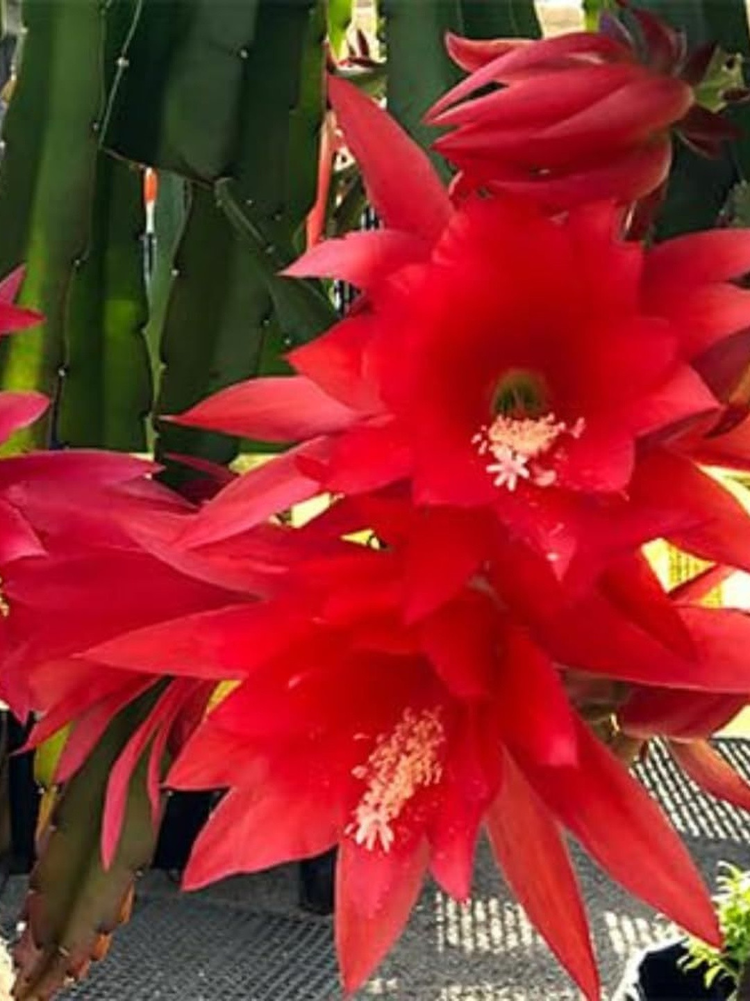 India Gardening Brahma Kamal Plant with Red Flowers