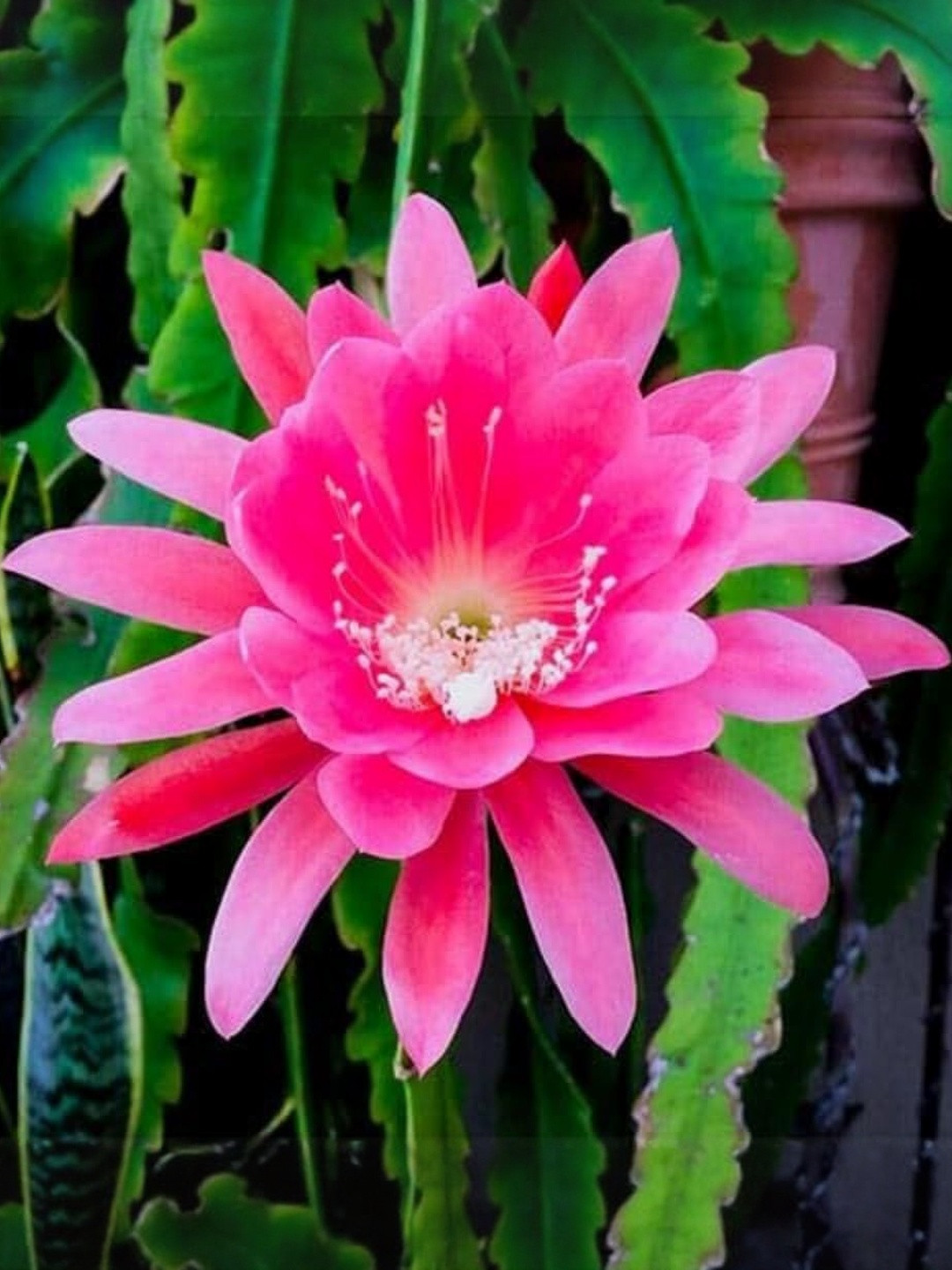 India Gardening Pink Flower With Brahma Kamal Indoor Live Plant