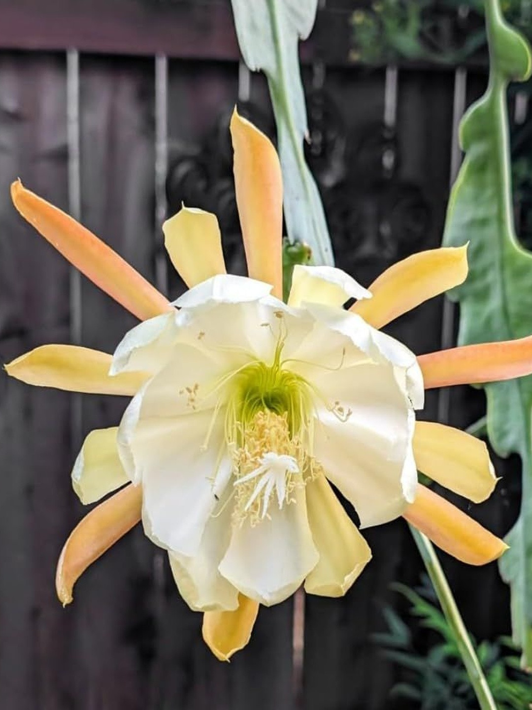 India Gardening Brahma Kamal Plant With Yellow Flowers