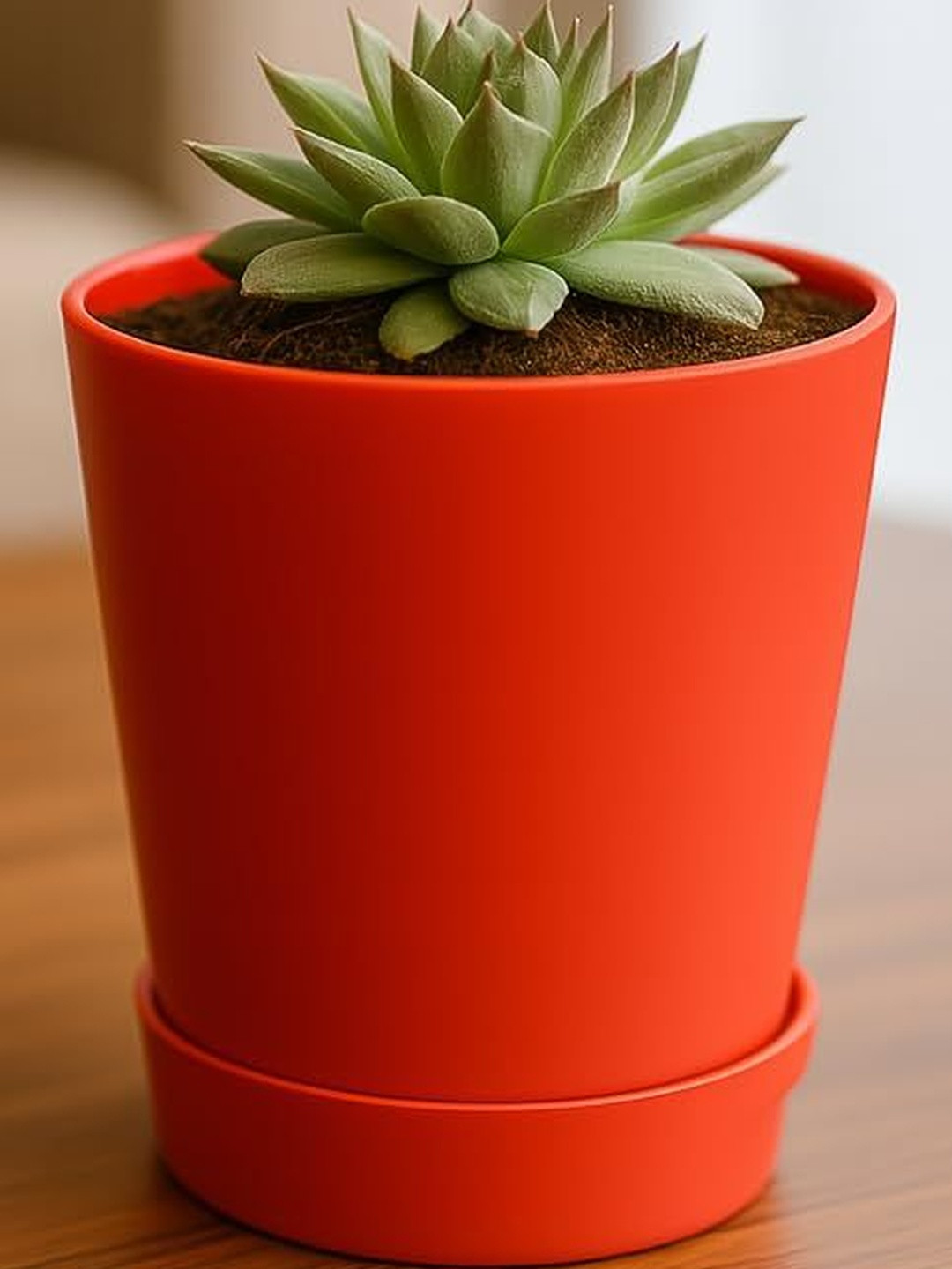 India Gardening Sempervivum Plant With Red Pot