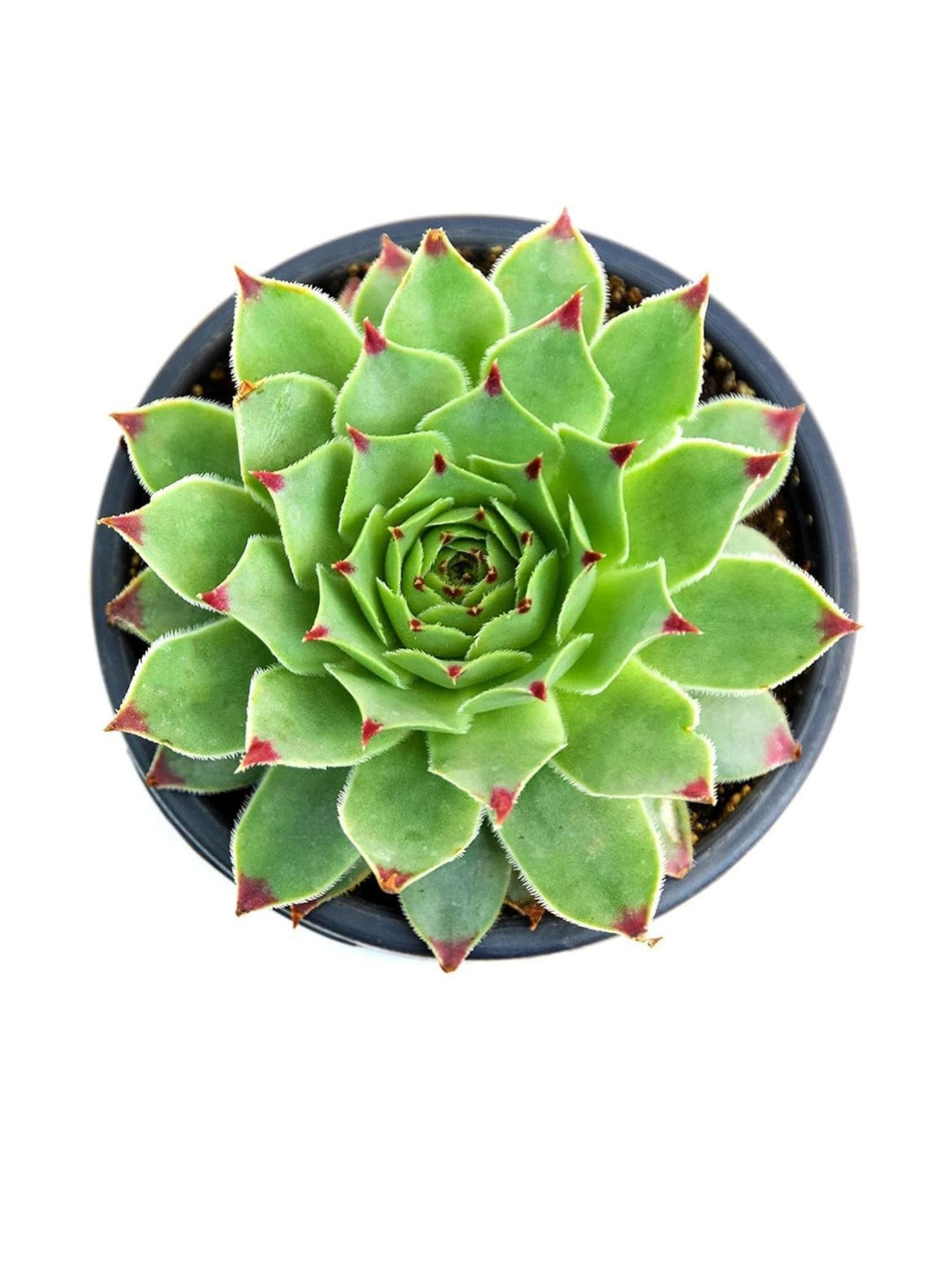 India Gardening Green Auspicious & Low-Maintenance Succulent