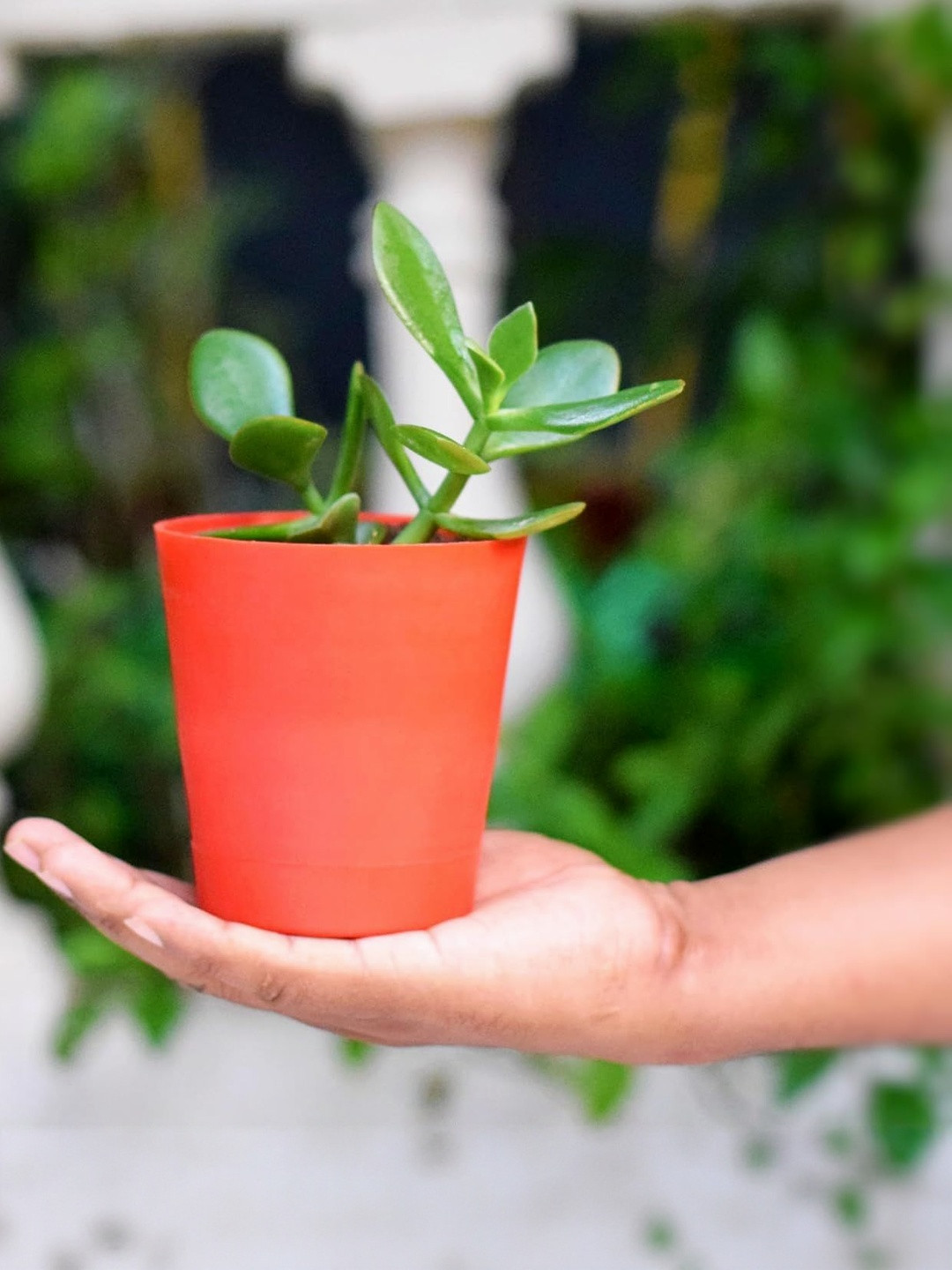 India Gardening Crassula Plant With Self-Watering Pot