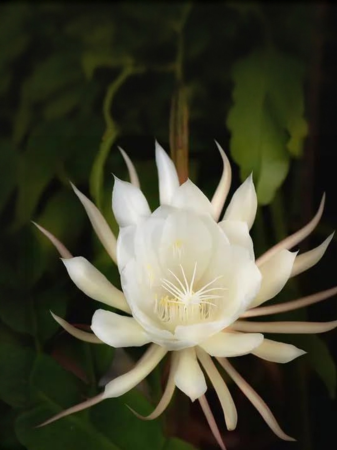 India Gardening Brahma Kamal with White Flowers Moderate Watering Live Plants
