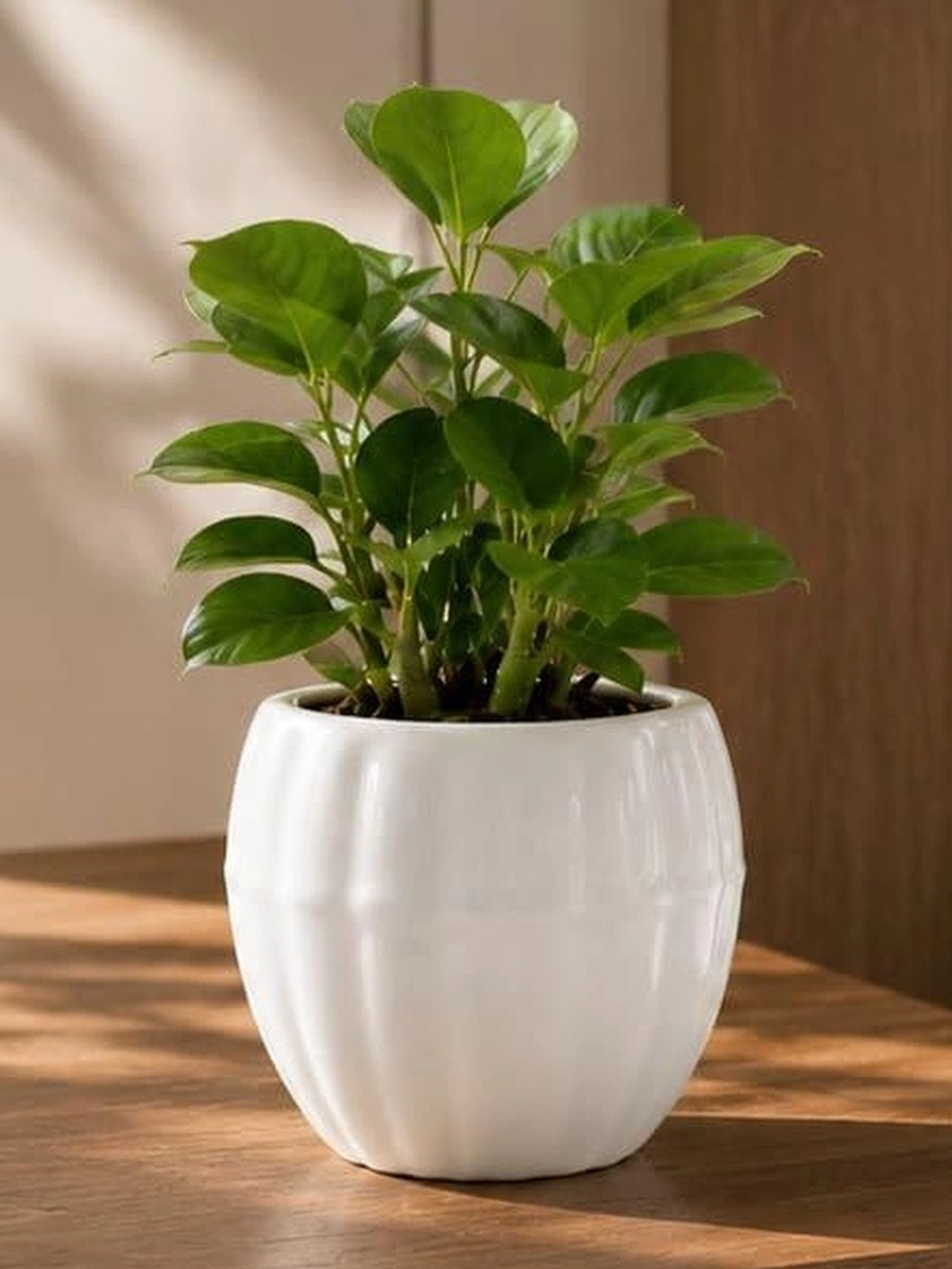LASAKI White Ceramic Durable Round Planters With Plate