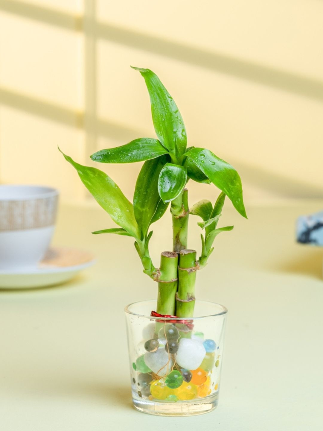 Nurturing Green Bamboo Live Plants Comes With Pots