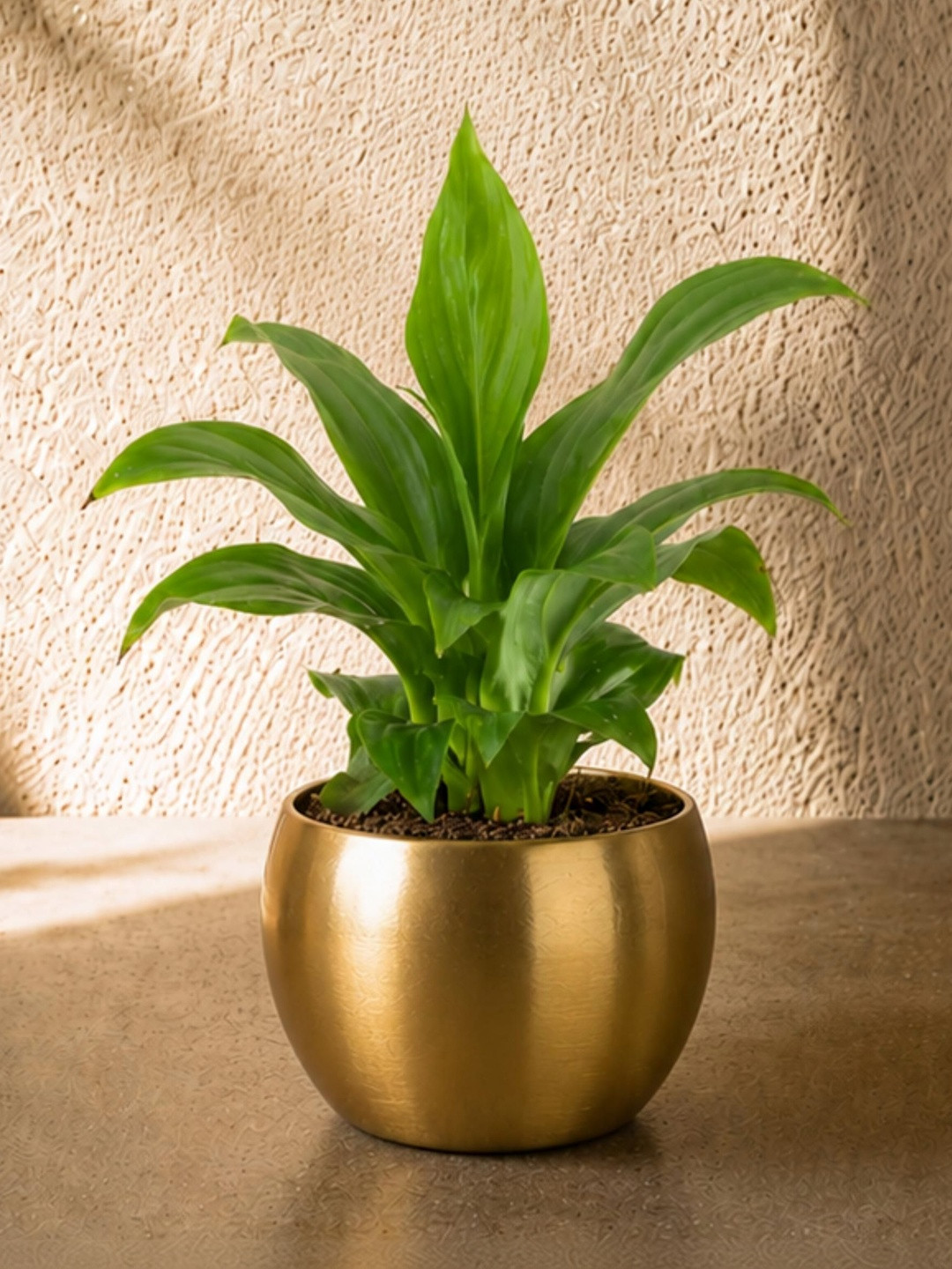 fnp Lily Plant With Pot - 17 cm