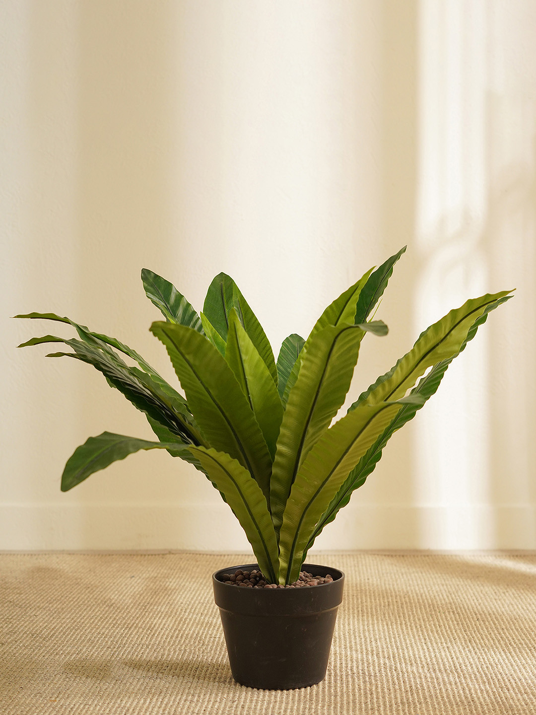 Pure Home and Living Green Large Potted Bird Nest Fern Plant