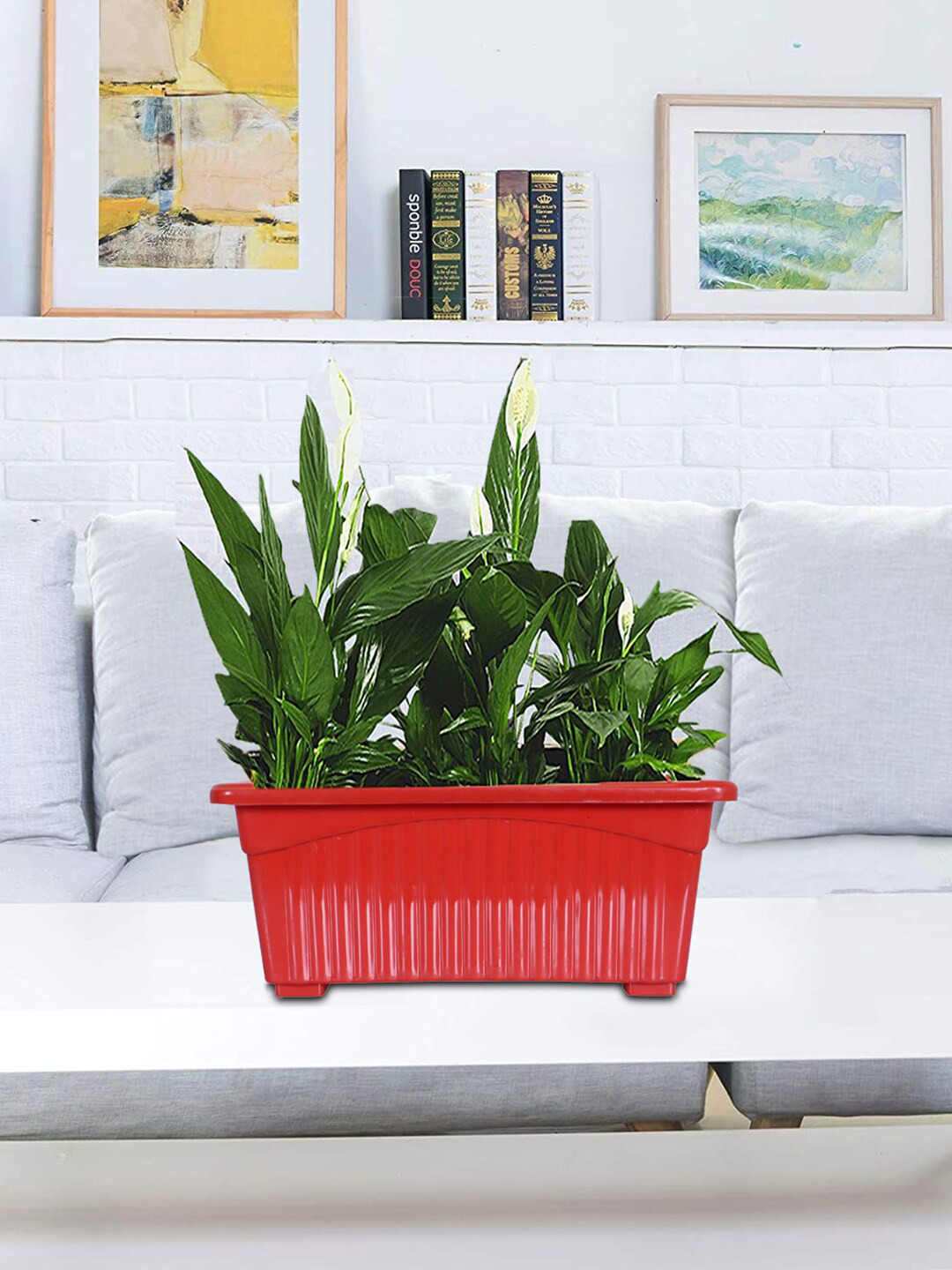 Kuber Industries Set Of 4 Red Rectangular Jupiter Plastic Window Pot