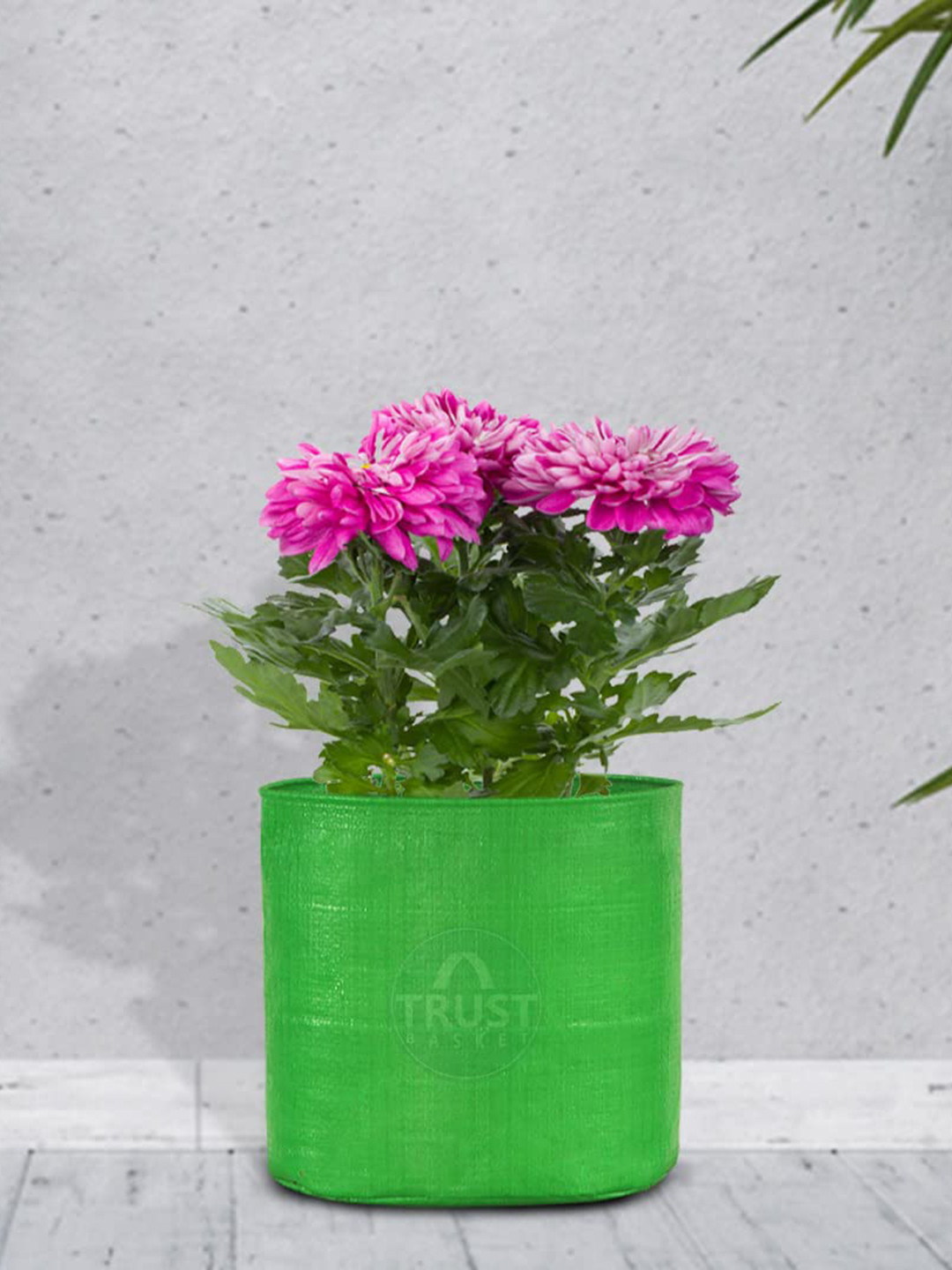 TRUSTBASKET  Set Of 10 Green Brand Logo Printed Planters