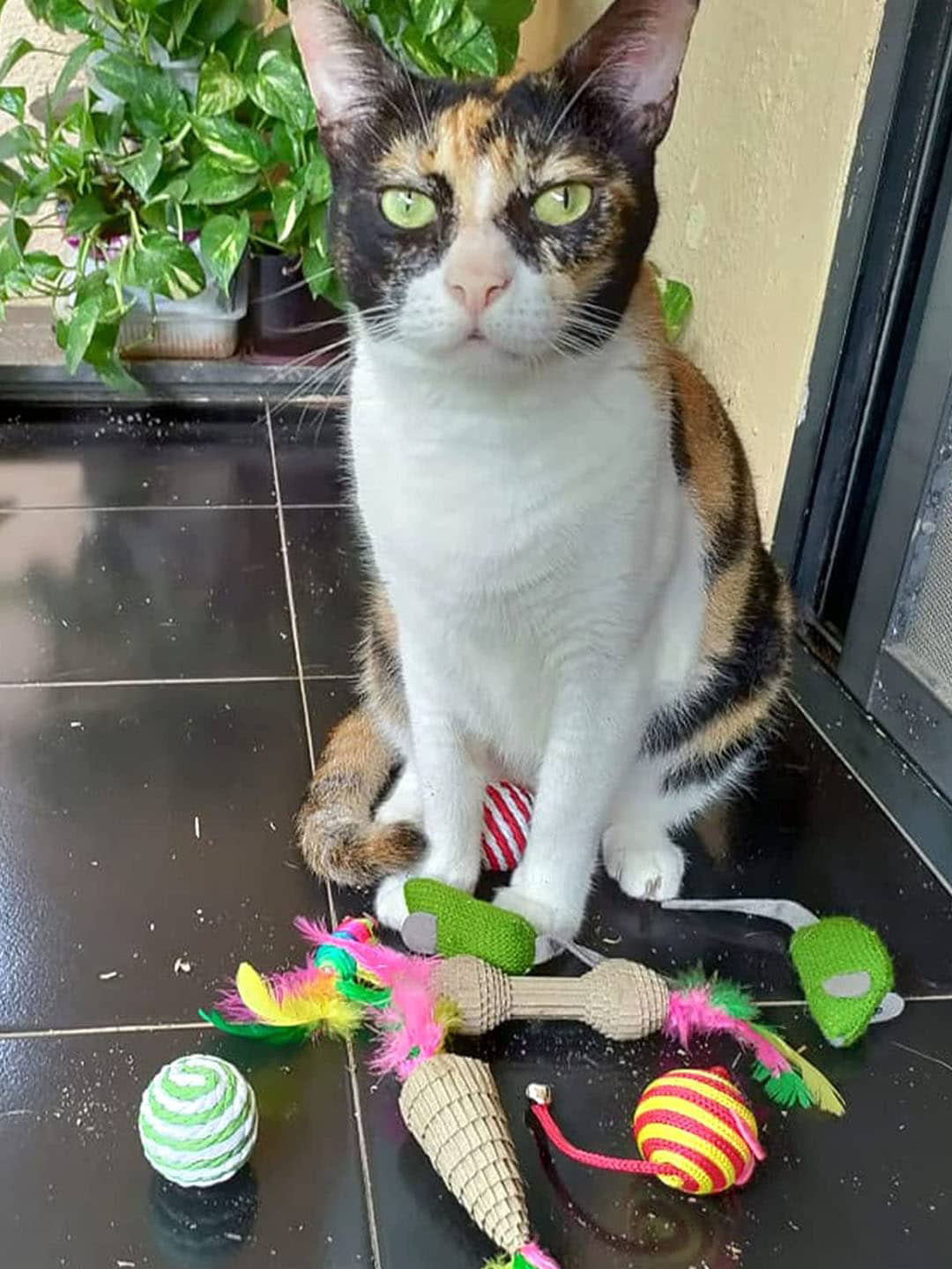 Emily pets Set of 6 Soft Playing Velvet Pet Toys