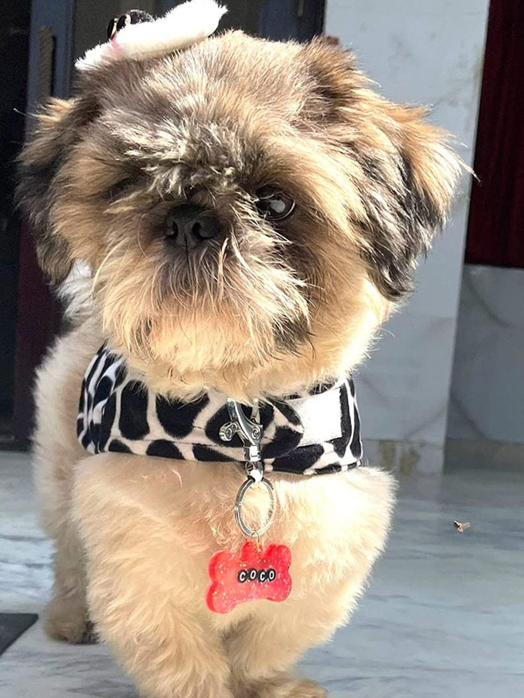 Lulala Leopard Printed Wool Winter Dog Jacket