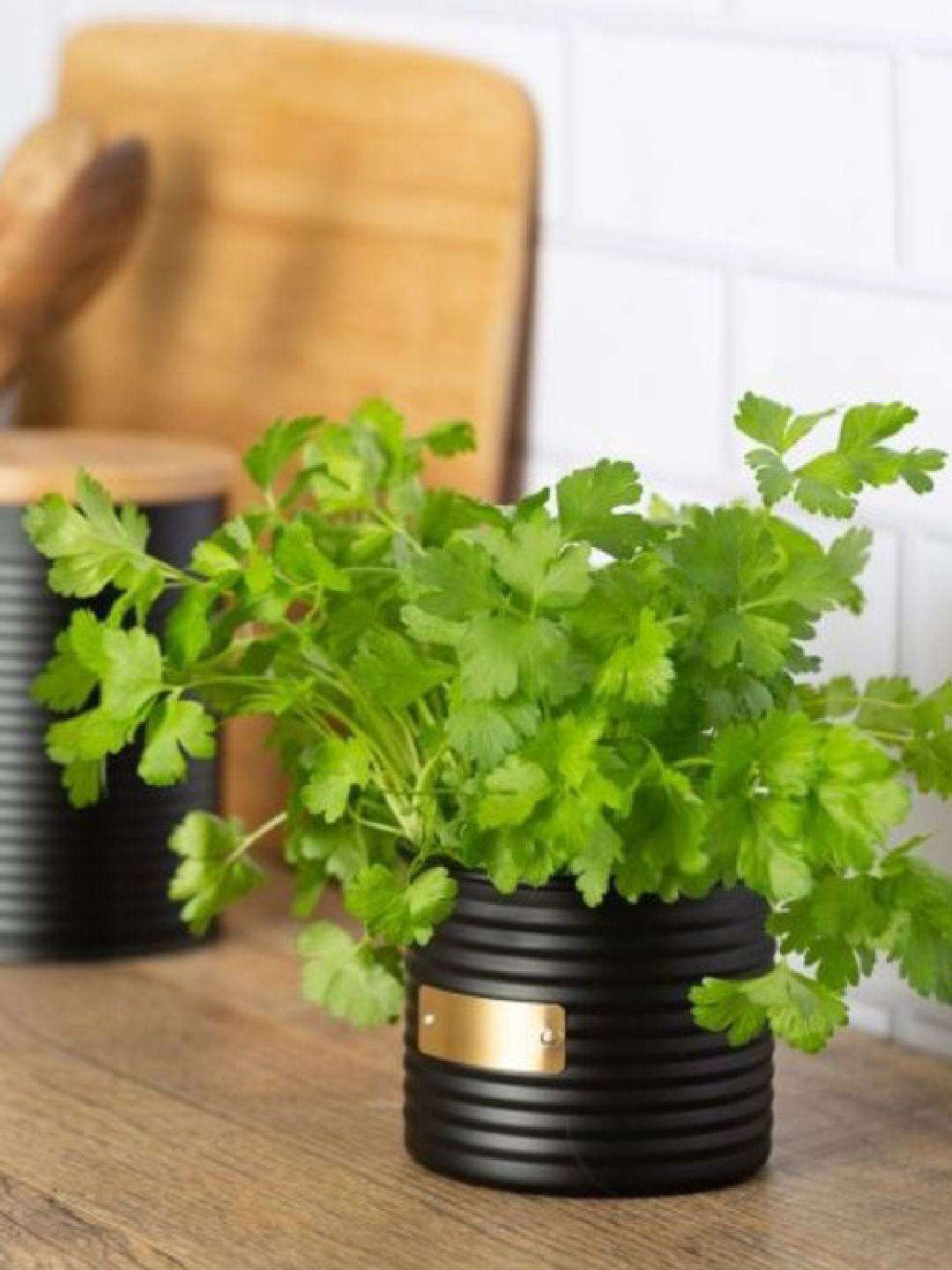 TYPHOON Otto Range Black Striped Herb Planters