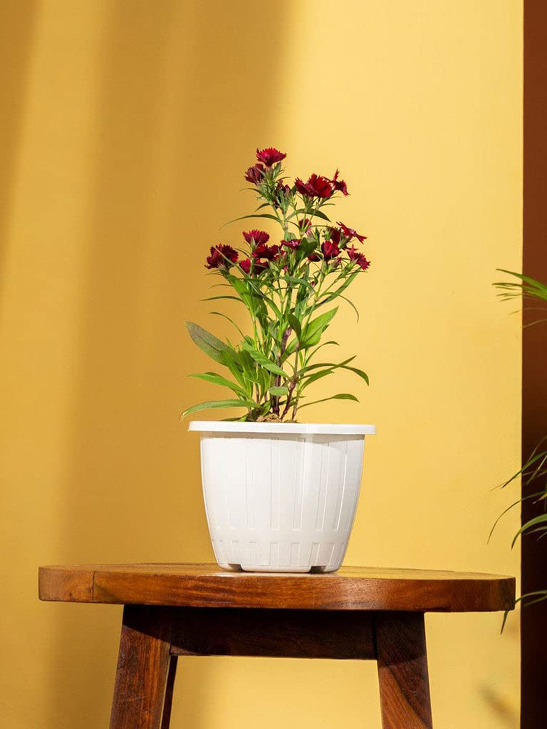 TRUSTBASKET Yellow & Red Set Of 5 Line Textured Planters