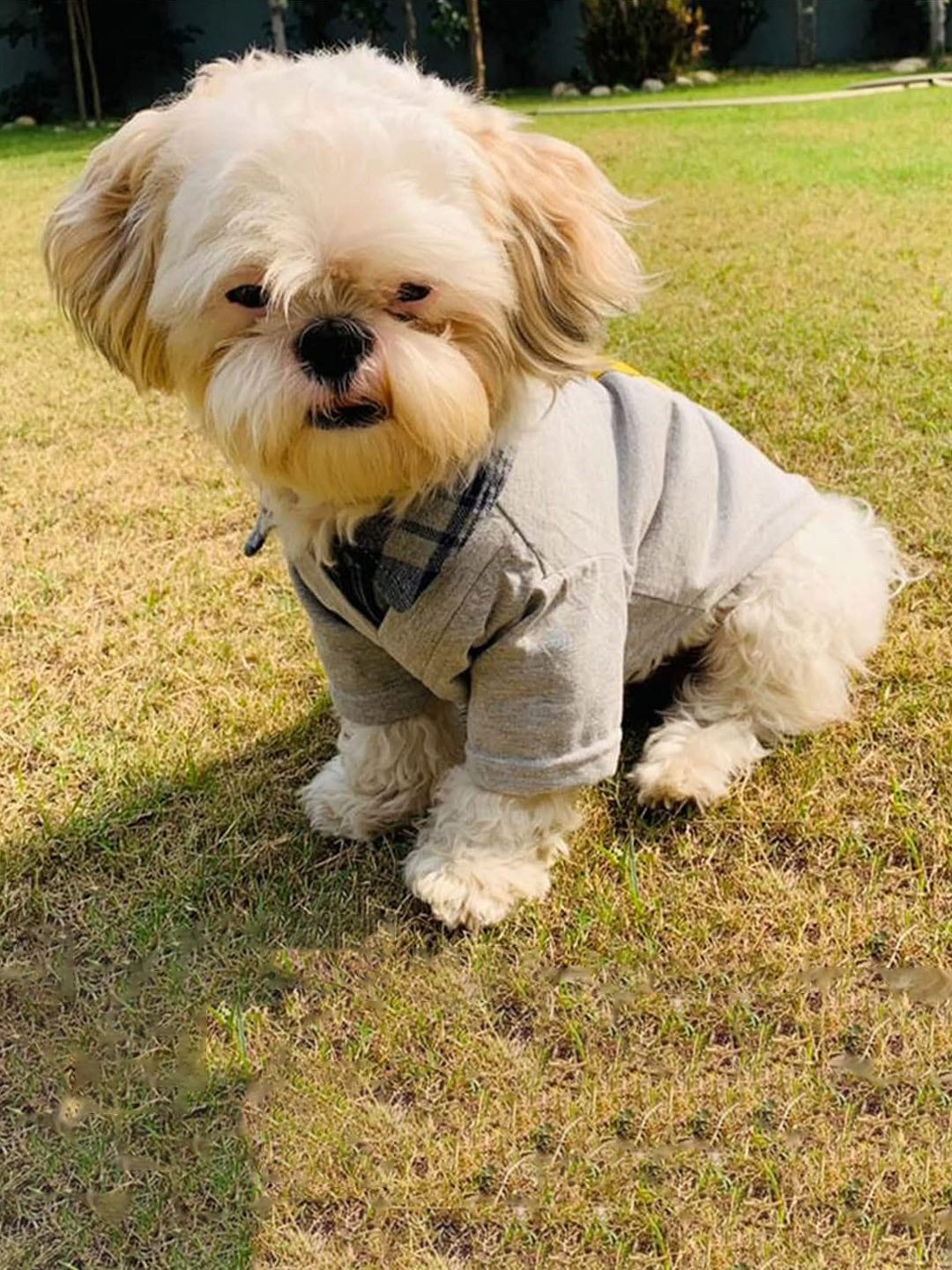 Lulala Printed Cotton Dog & Cat T-Shirt