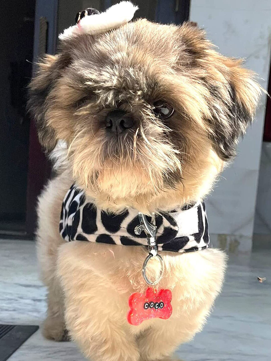 Lulala Printed Cotton Dog & Cat Jacket