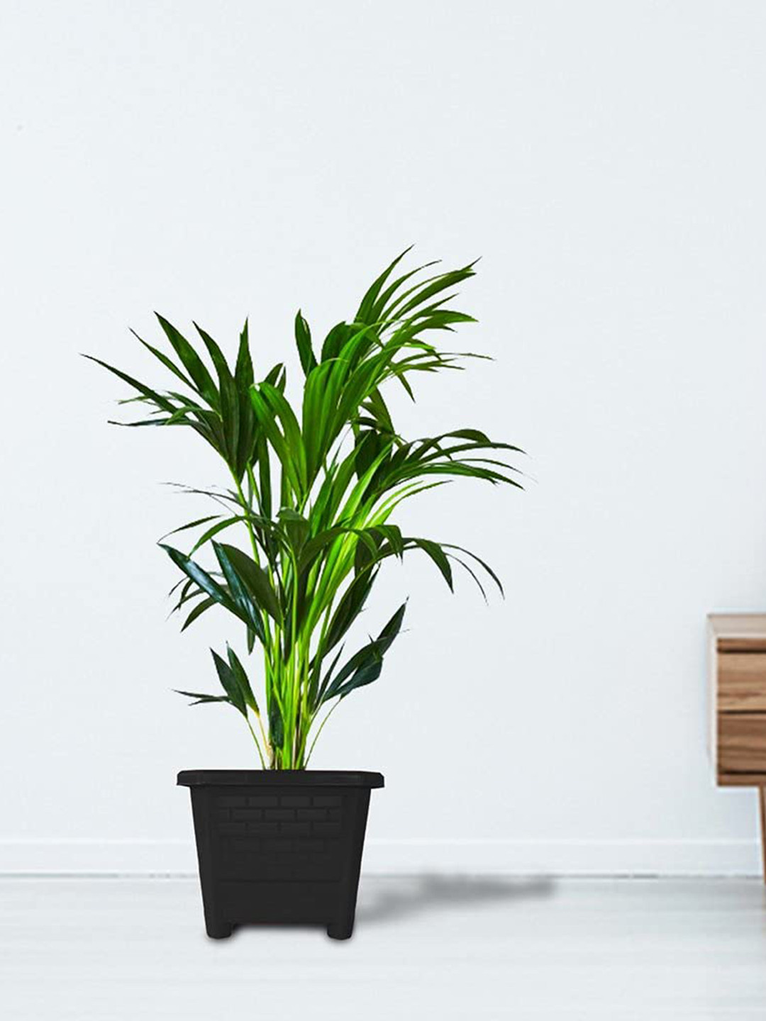 TRUSTBASKET Earth Box 3-Pcs Black Textured Plastic Planters