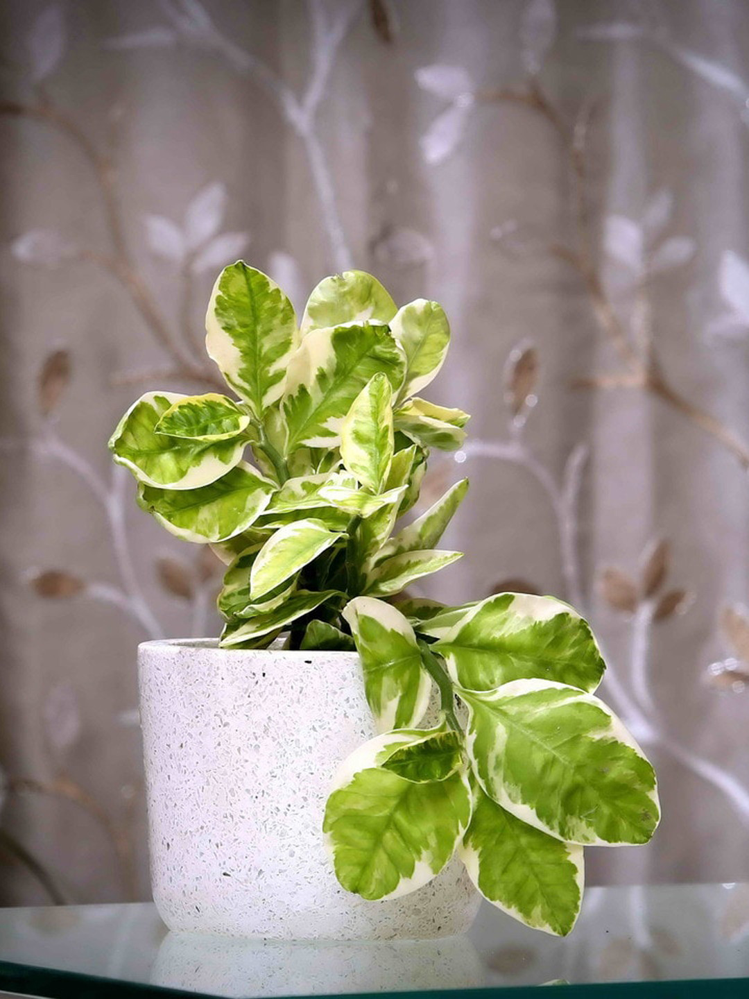 POSH-N-PLUSH White Terrazzo Planter