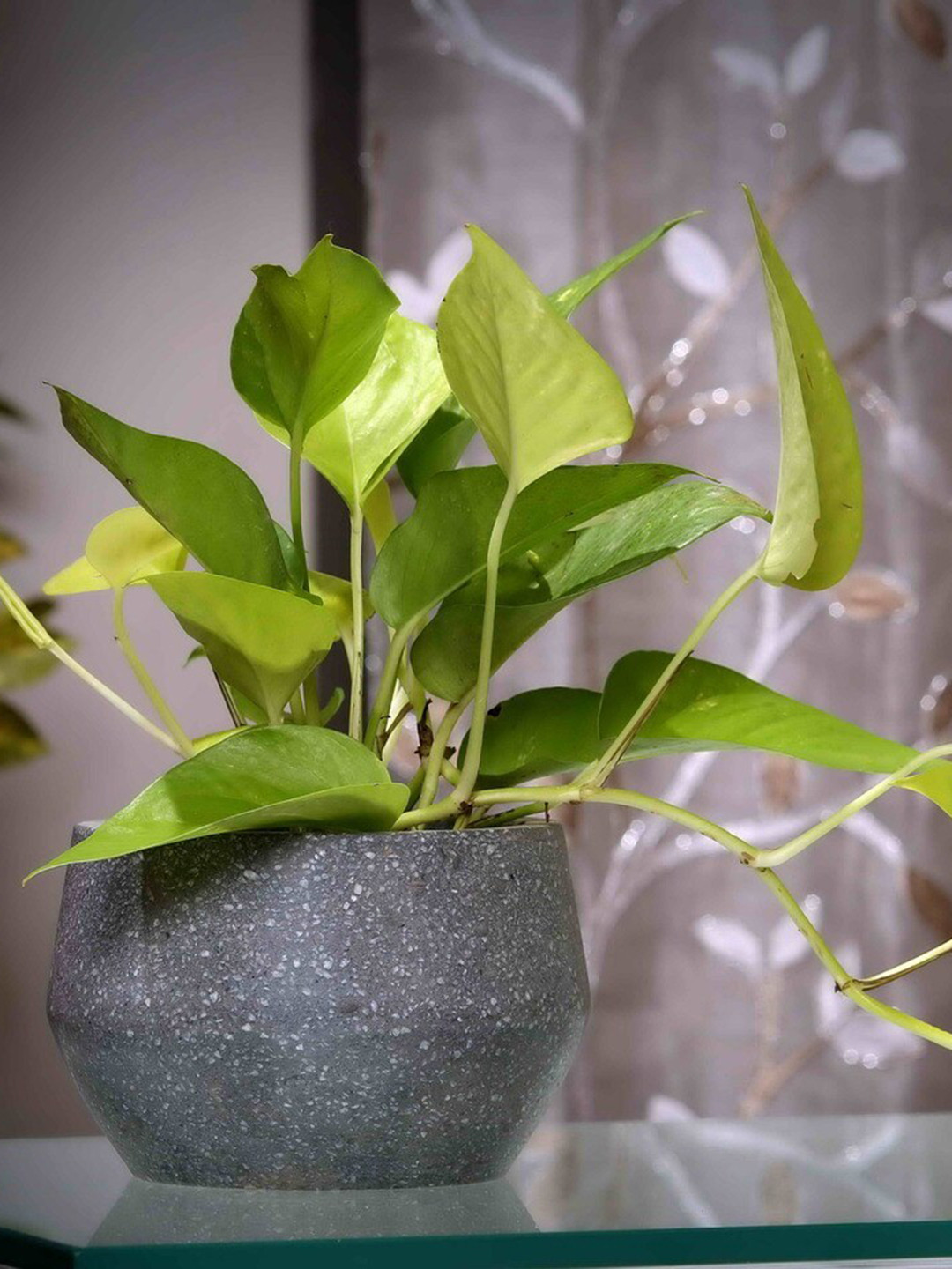 POSH-N-PLUSH Grey Marble Design Terrazzo Planter