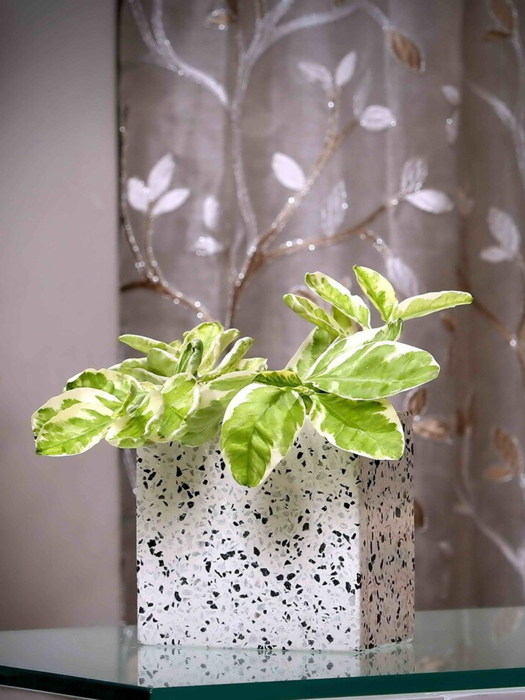 POSH-N-PLUSH White Marble design Square-Shaped Terrazzo Planter