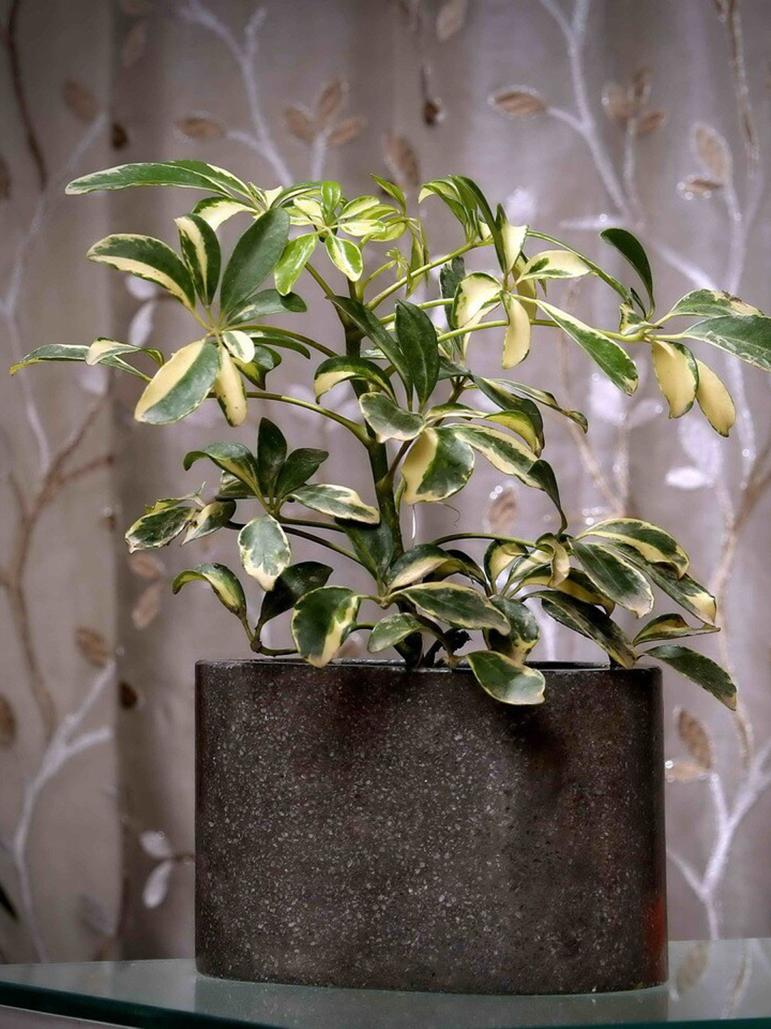 POSH-N-PLUSH Grey Textured Overlong Terrazzo Concrete Planter