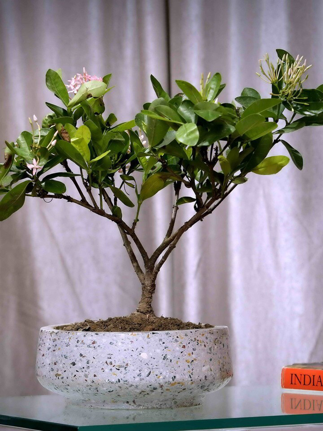 POSH-N-PLUSH Grey Mosaic design Bowl Terrazzo Planter