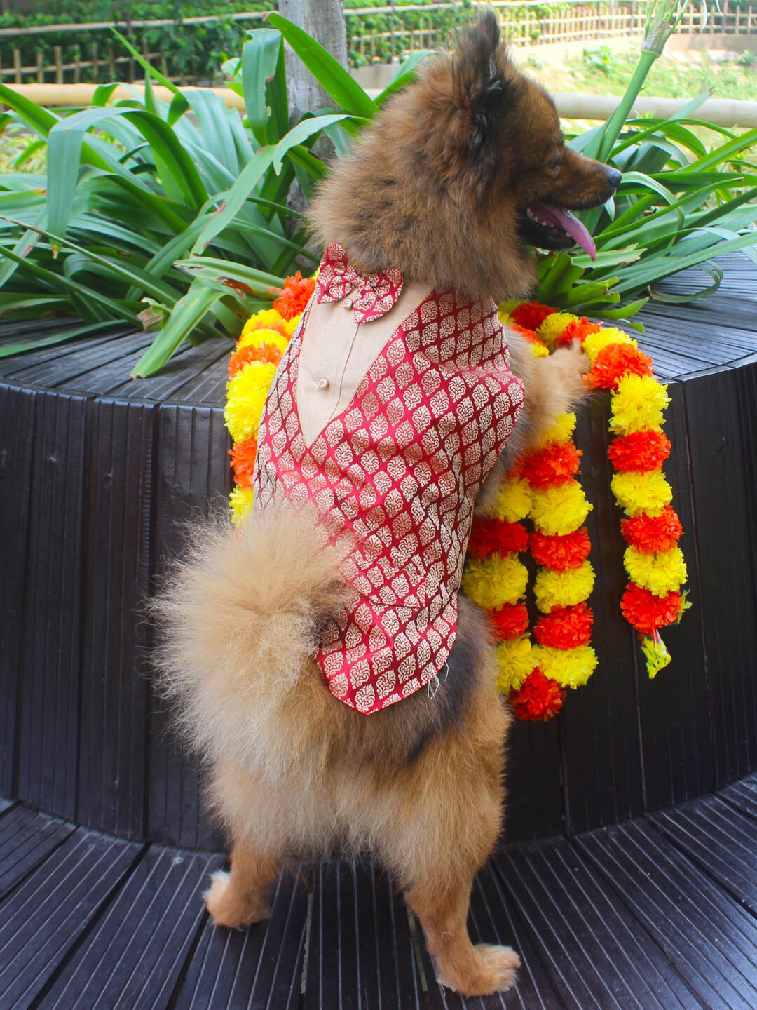 VASTRAMAY Woven-Design Brocade Dog Dress