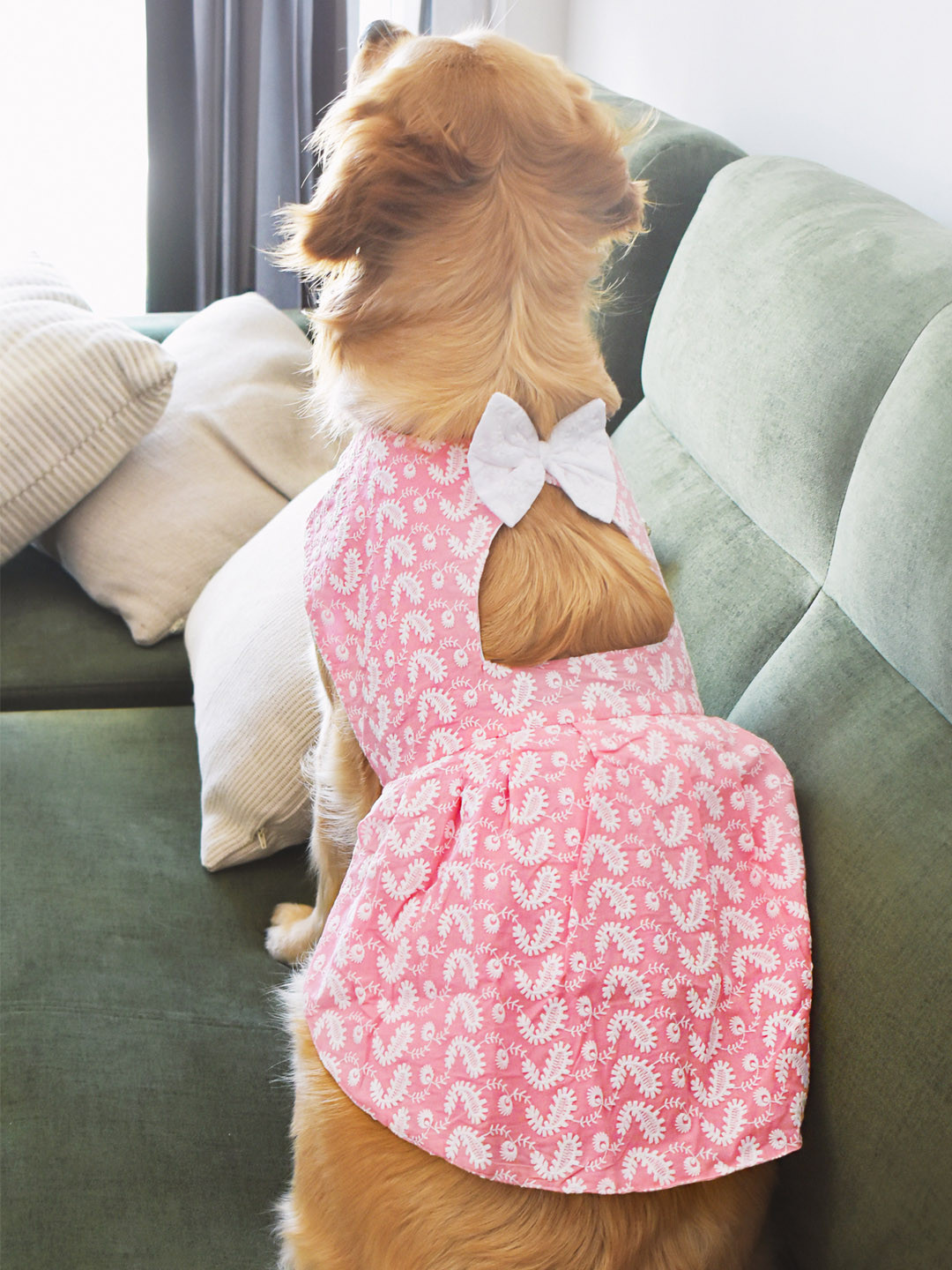 VASTRAMAY Chikankari Embroidered Pure Cotton Dog Dresses