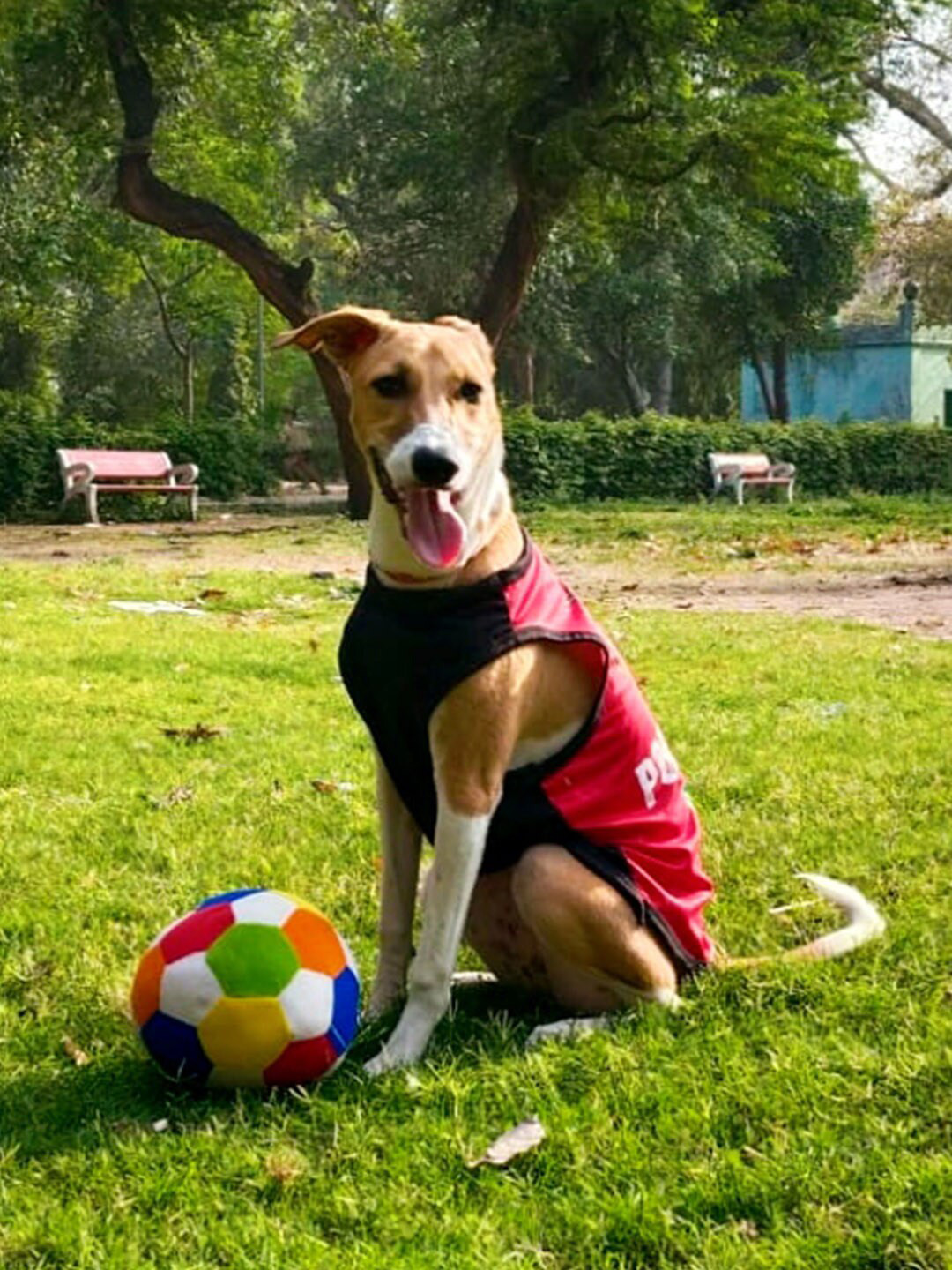 Lulala Printed Dog T-shirts