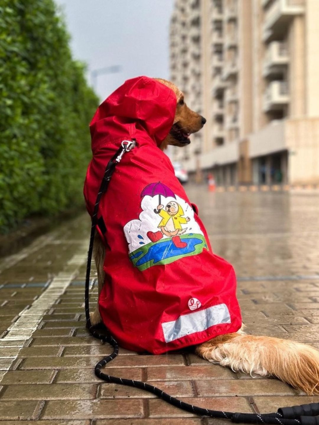 LANA PAWS Printed Waterproof Dog Raincoat