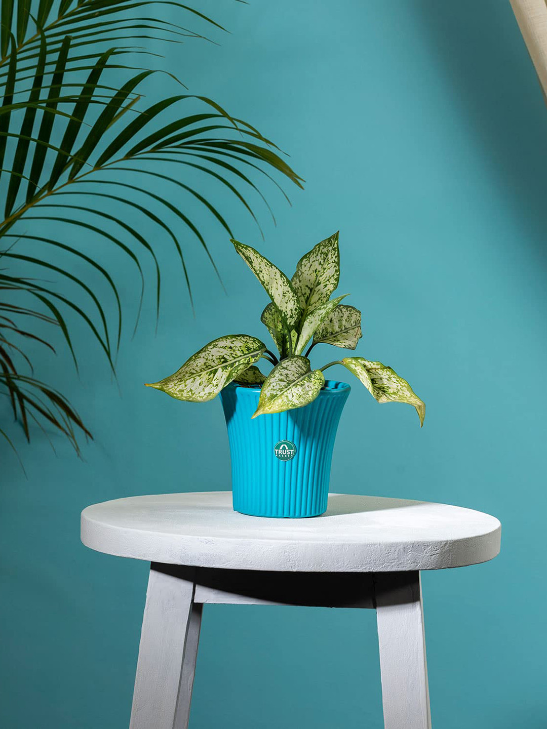 TRUSTBASKET Tancy Blue Textured Planter