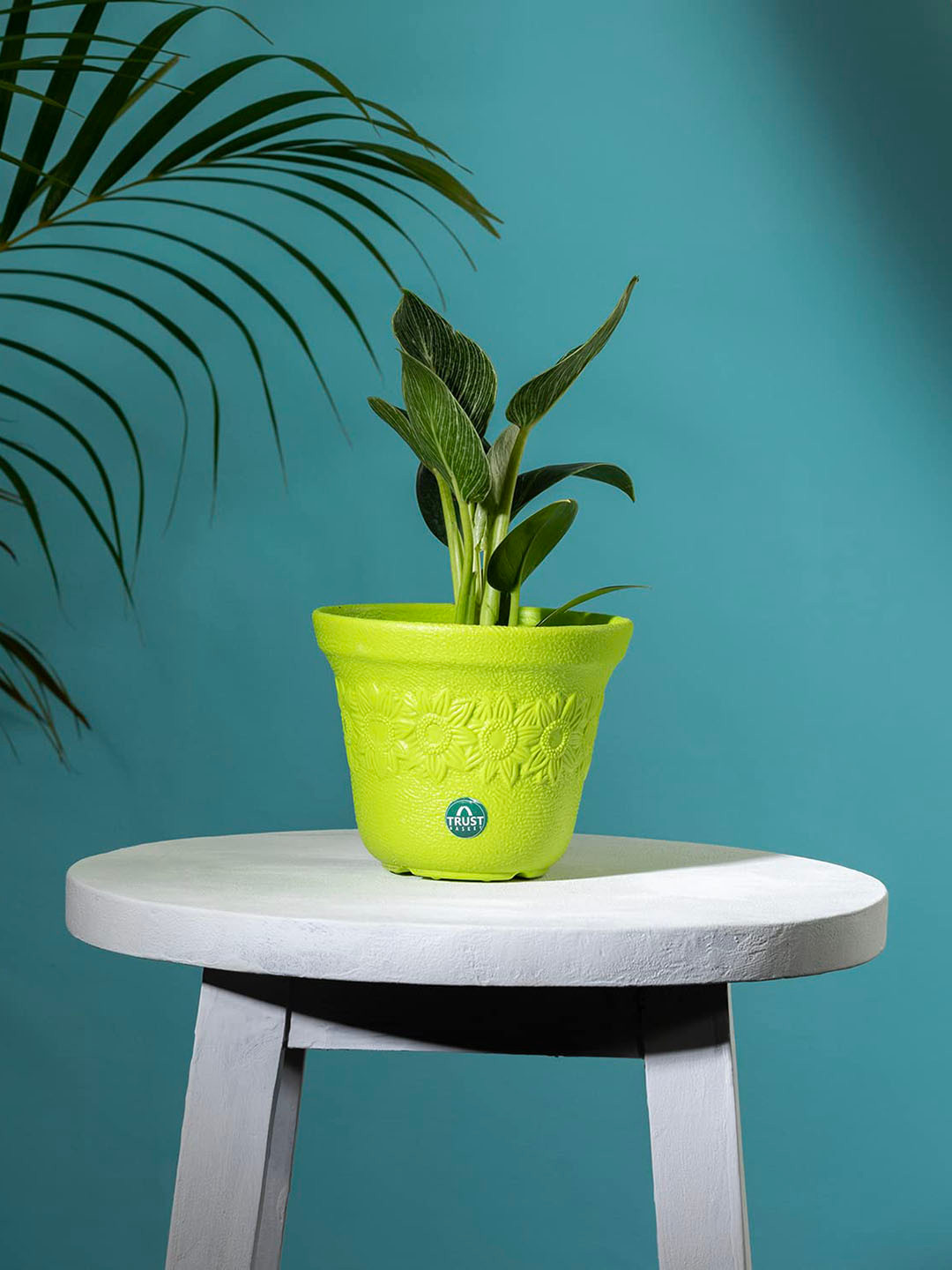 TRUSTBASKET Green Textured Sunny Planter