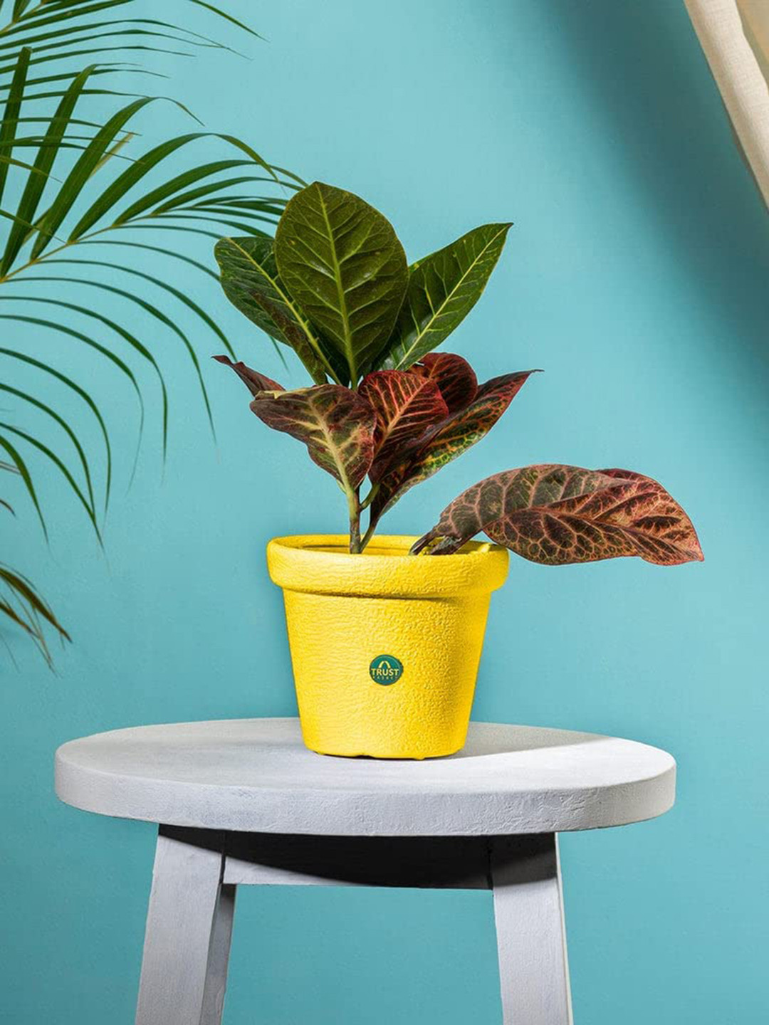 TRUSTBASKET Yellow Textured Crown Planter