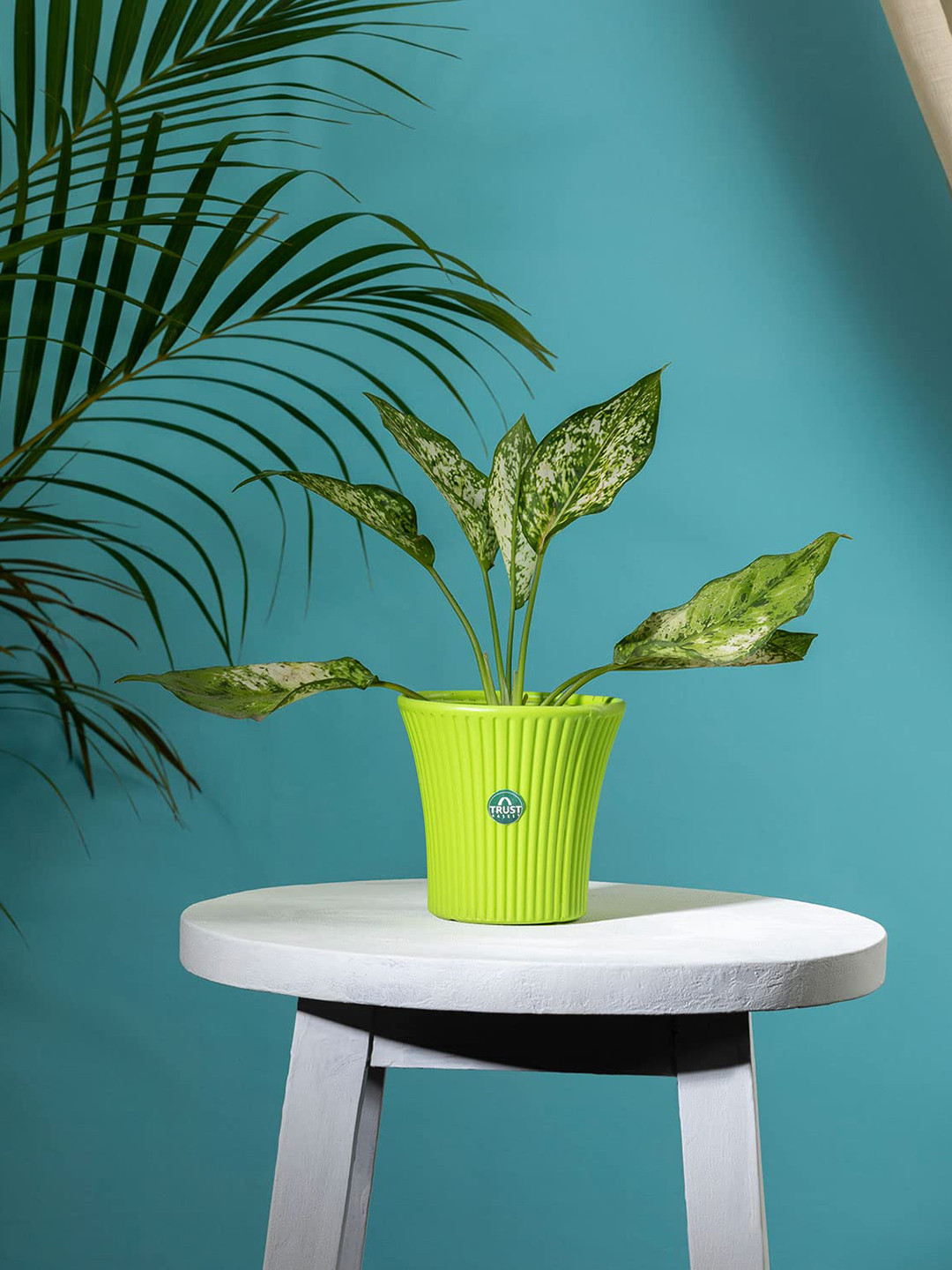 TRUSTBASKET Green Textured Tancy Planter