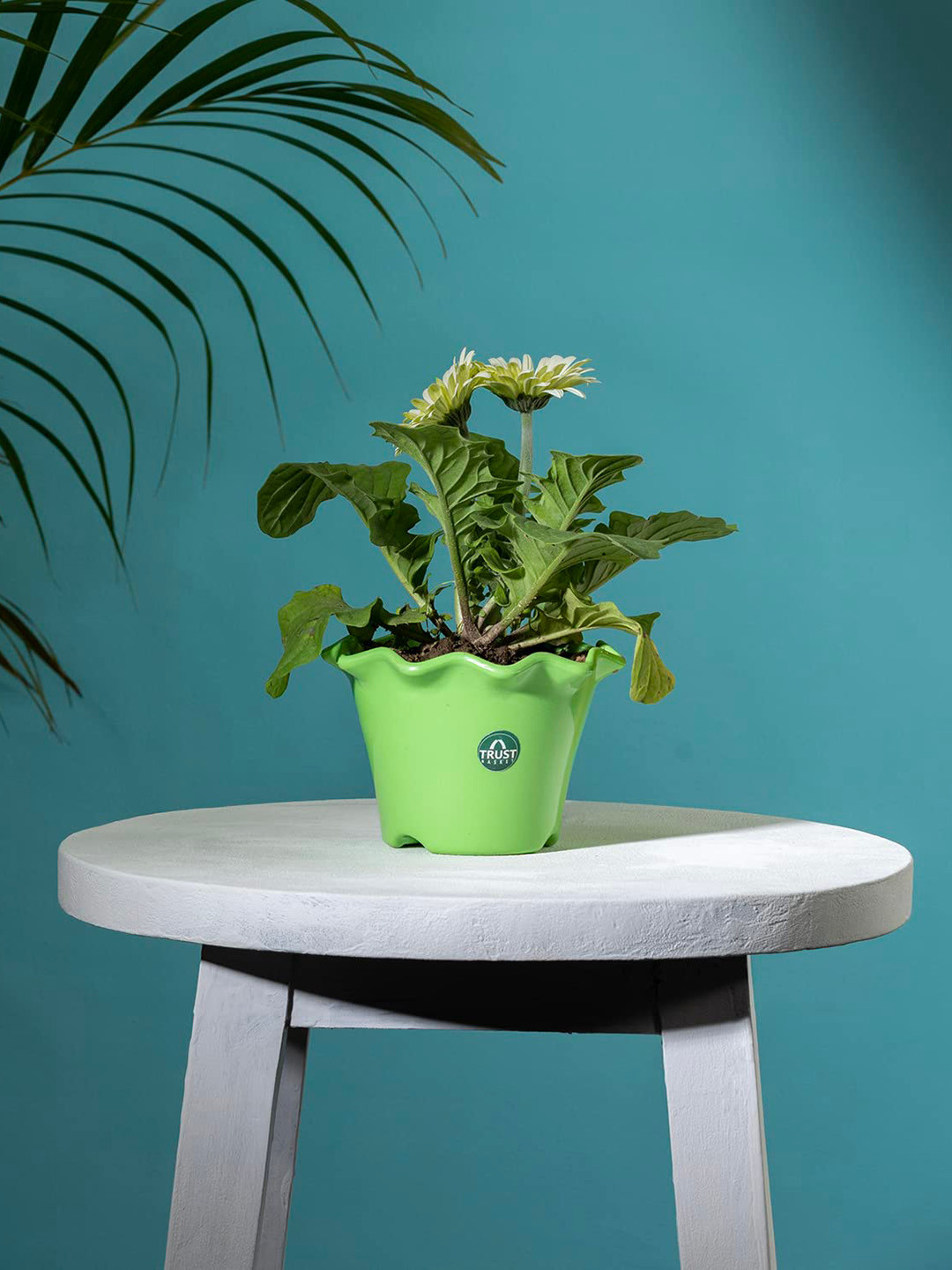 TRUSTBASKET Green Blossom Regular Planter
