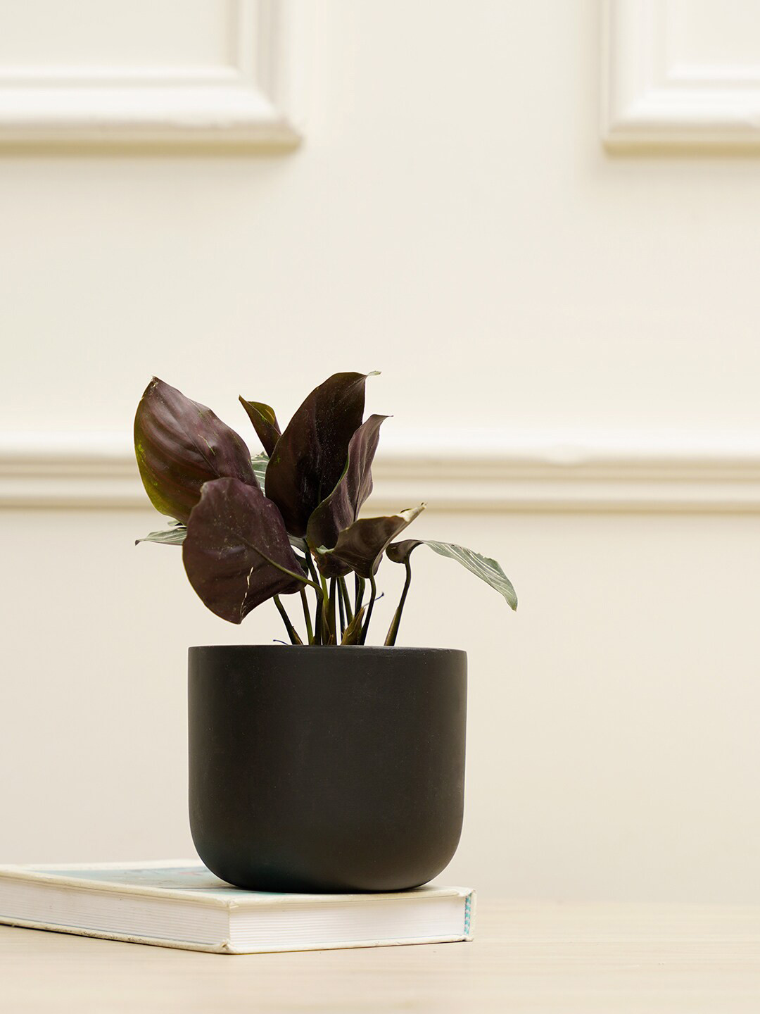 PUREZENTO Black Terracotta Jeanie Eco-Friendly Planter
