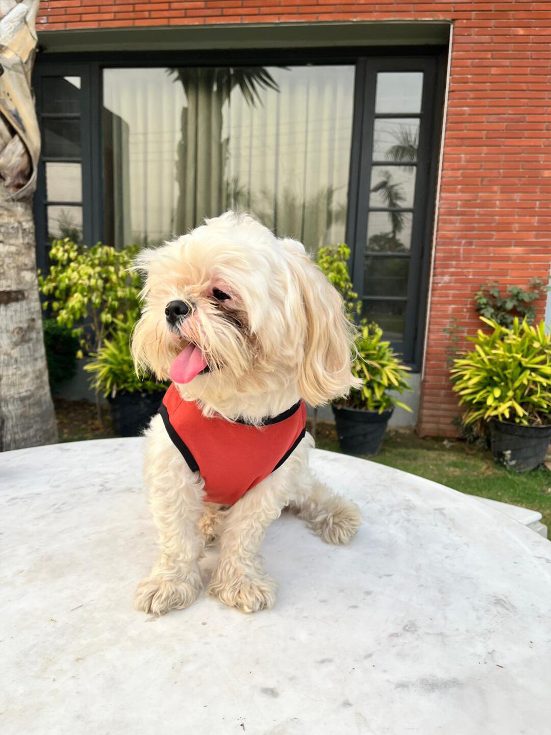 Lulala Printed Dog Breathable & Lightweight T-Shirt