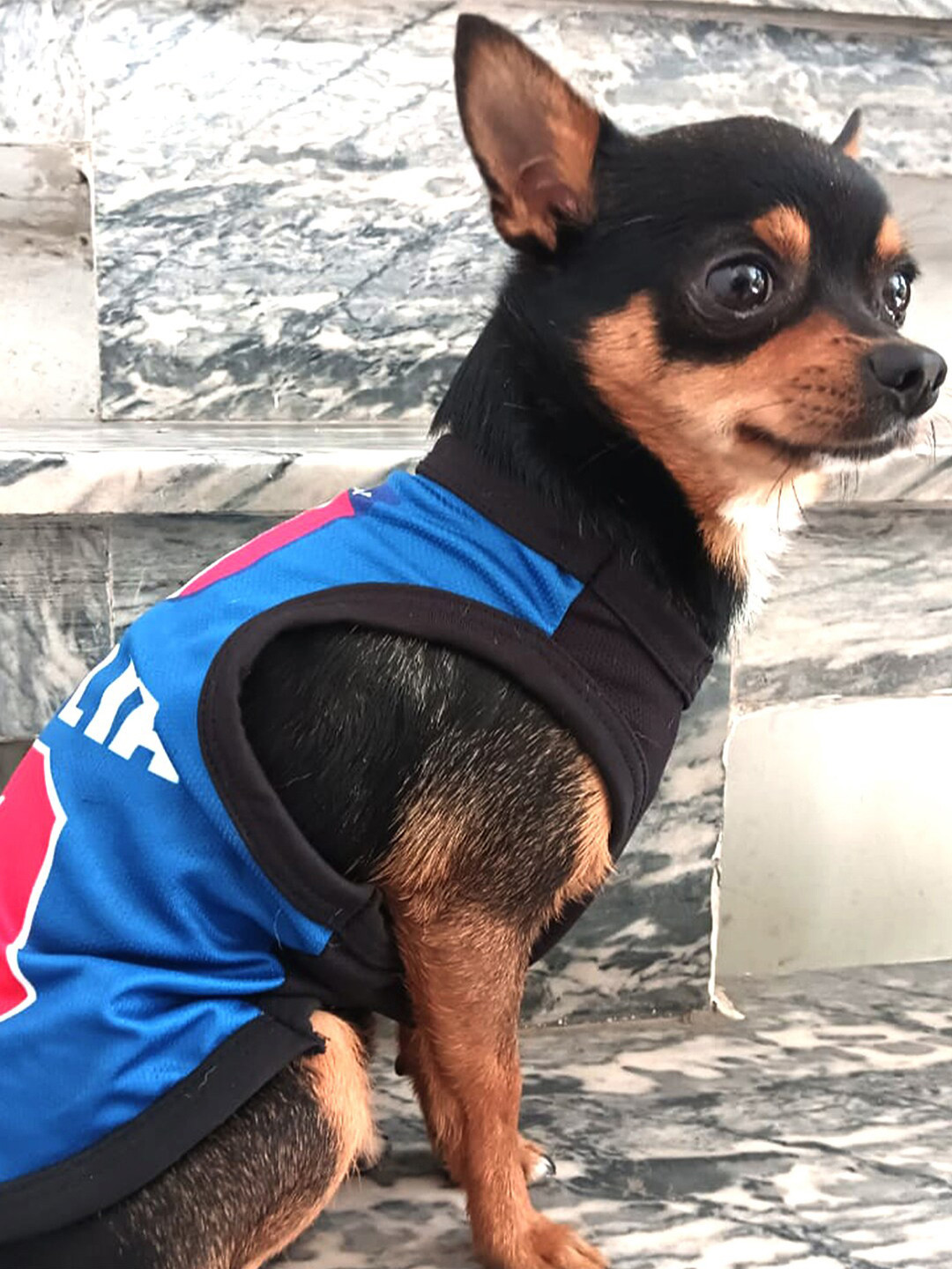 Lulala Number Printed Dog Tshirts