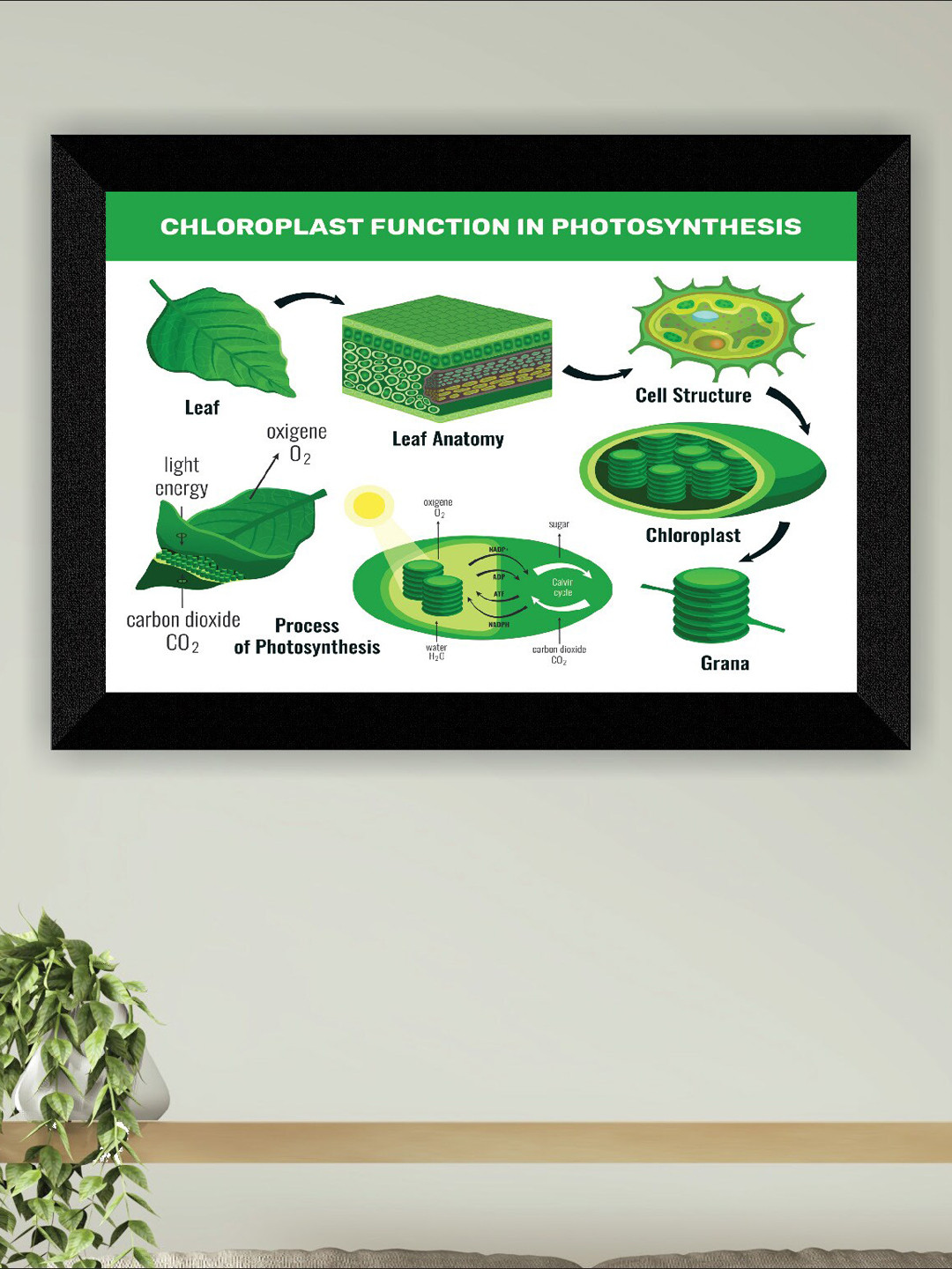 SAF Chloroplast Function Canvas Wall Rectangle Photographs Wall Art -11 x 14In