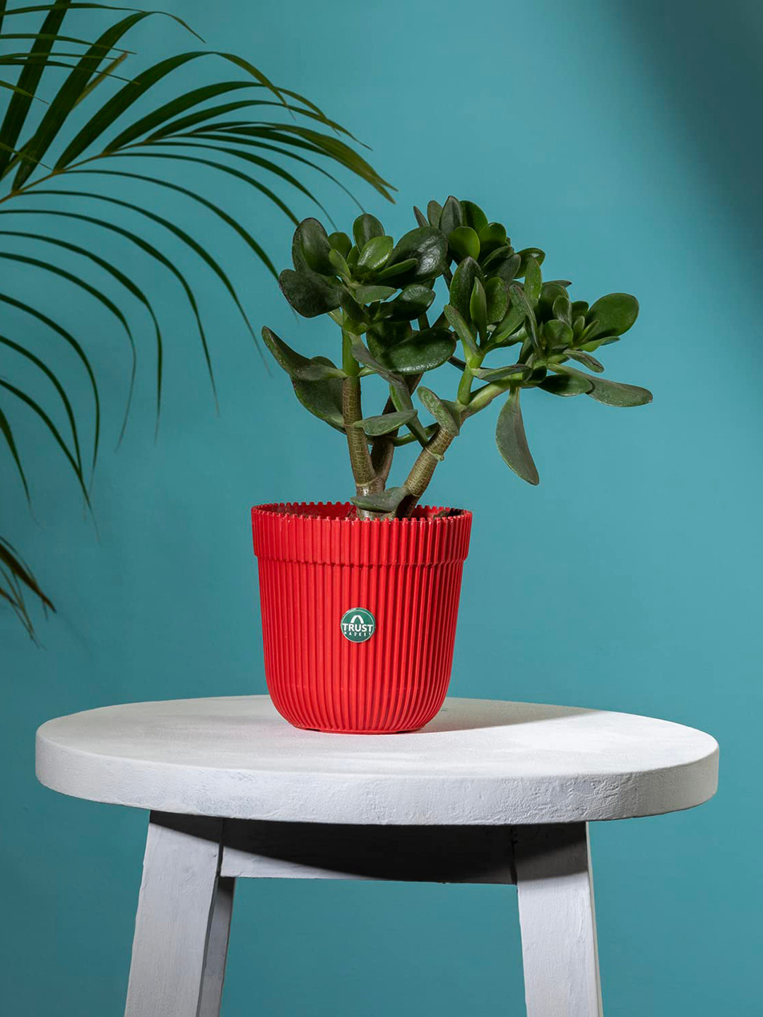 TRUSTBASKET Red Textured Planter