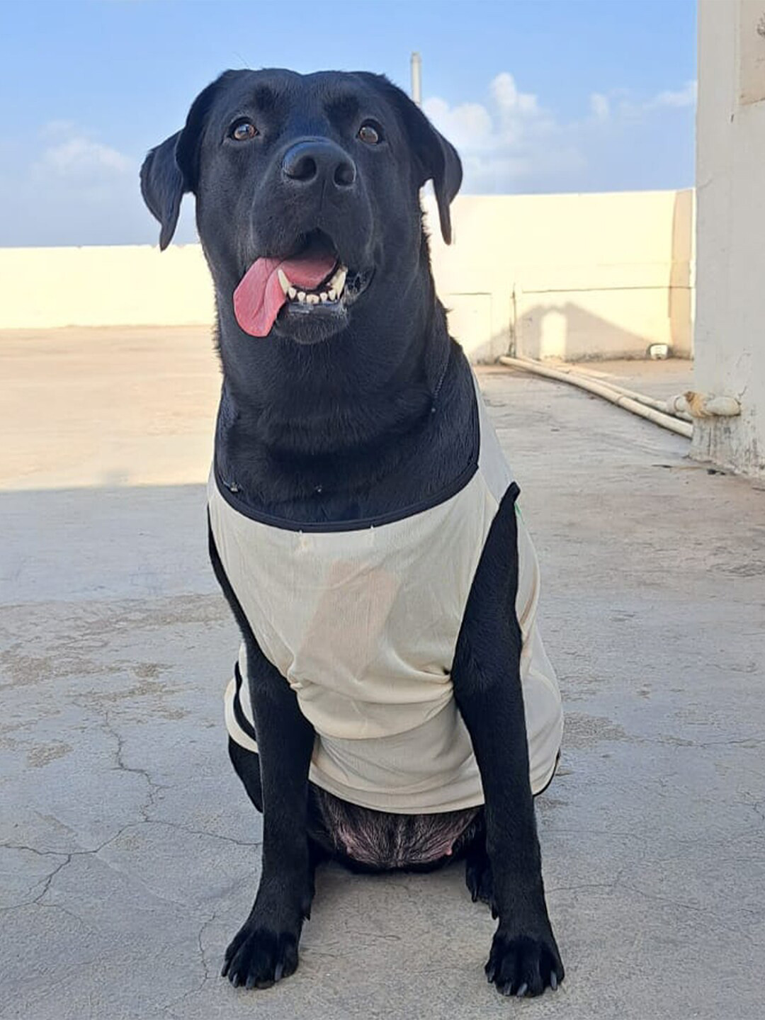 Lulala Mama's Boy Printed Breathable & Lightweight Dog T-Shirt