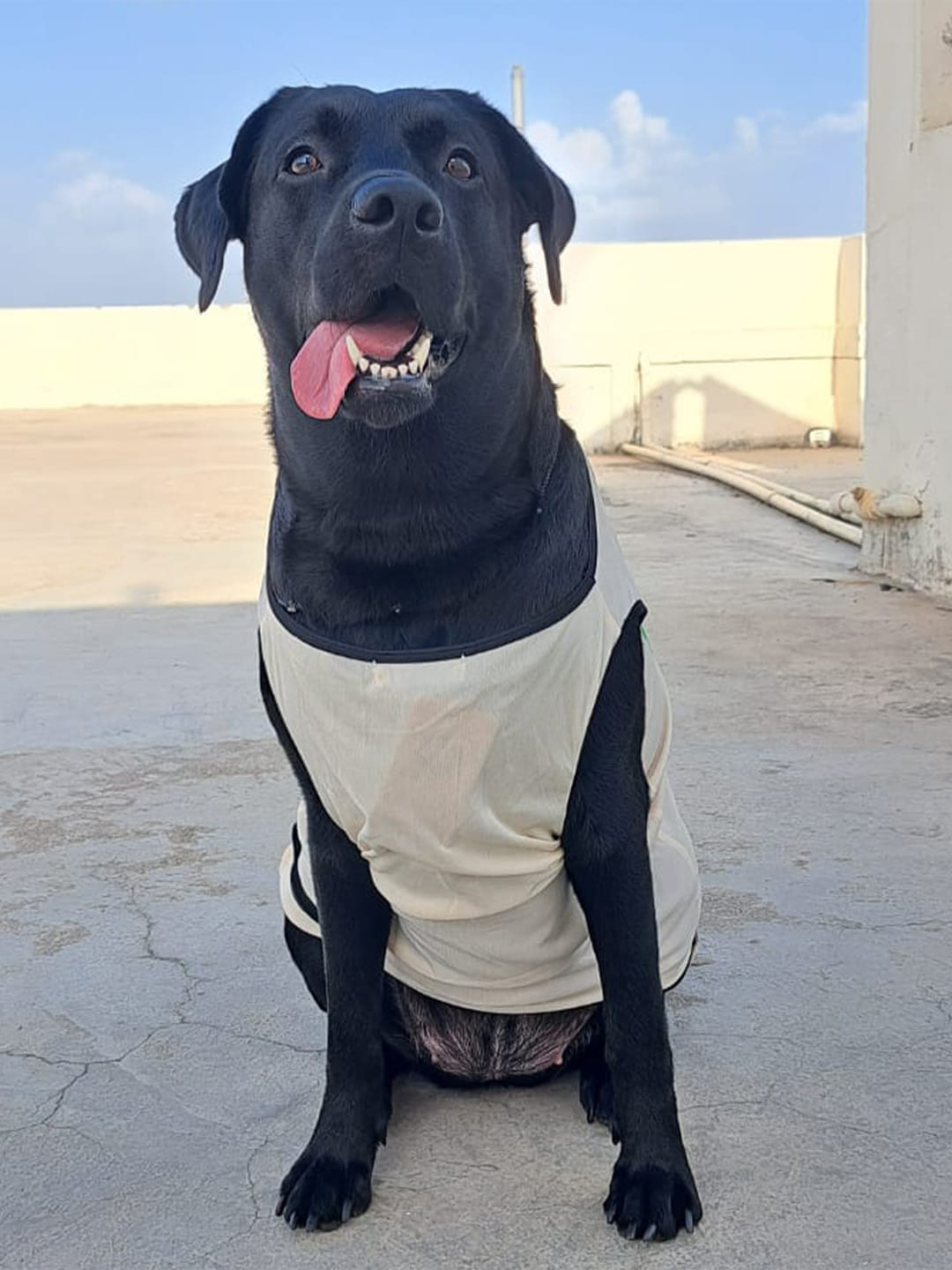 Lulala Mama's Boy Printed Dog T-Shirt