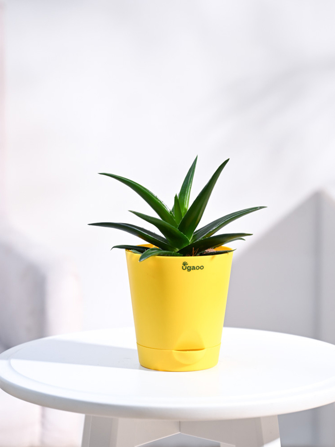 UGAOO Aloe Vera Mini Plant Succulent Live Plant With Grow Pot