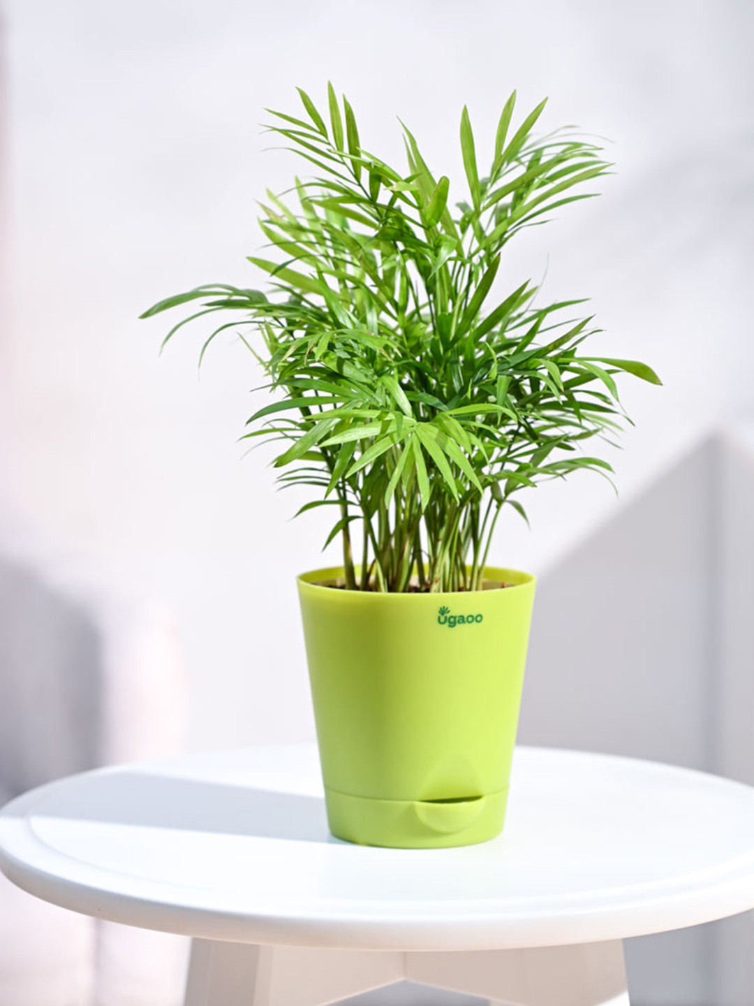 UGAOO Bamboo Palm Indoor Live Plant & Light Green Self Watering Pot