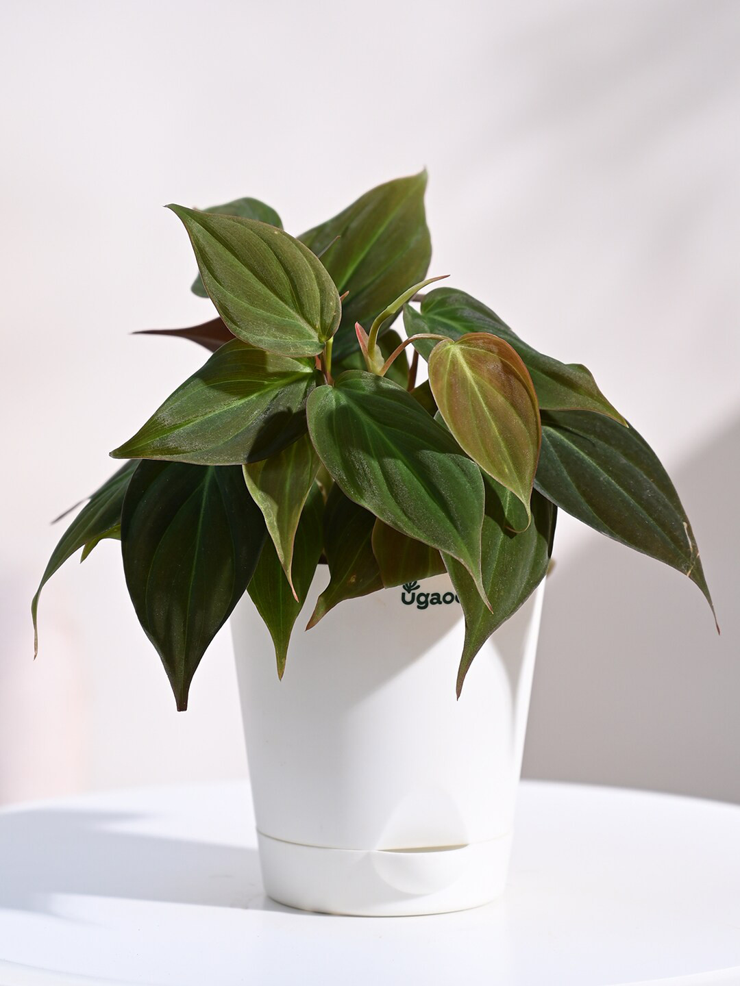 UGAOO Philodendron Micans Indoor Live Plant & Ivory Self Watering Pot
