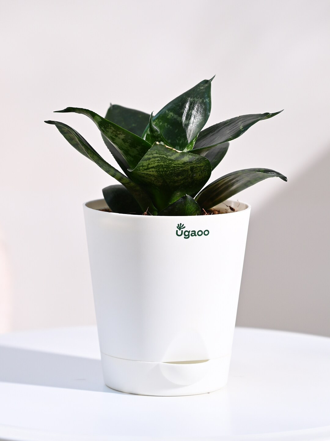 Ugaoo Green Air Purifier Snake Live Plant With Grow Pot
