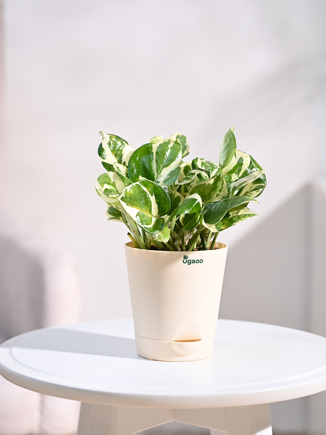 UGAOO Green Money Plant With Ivory Plastic Pot