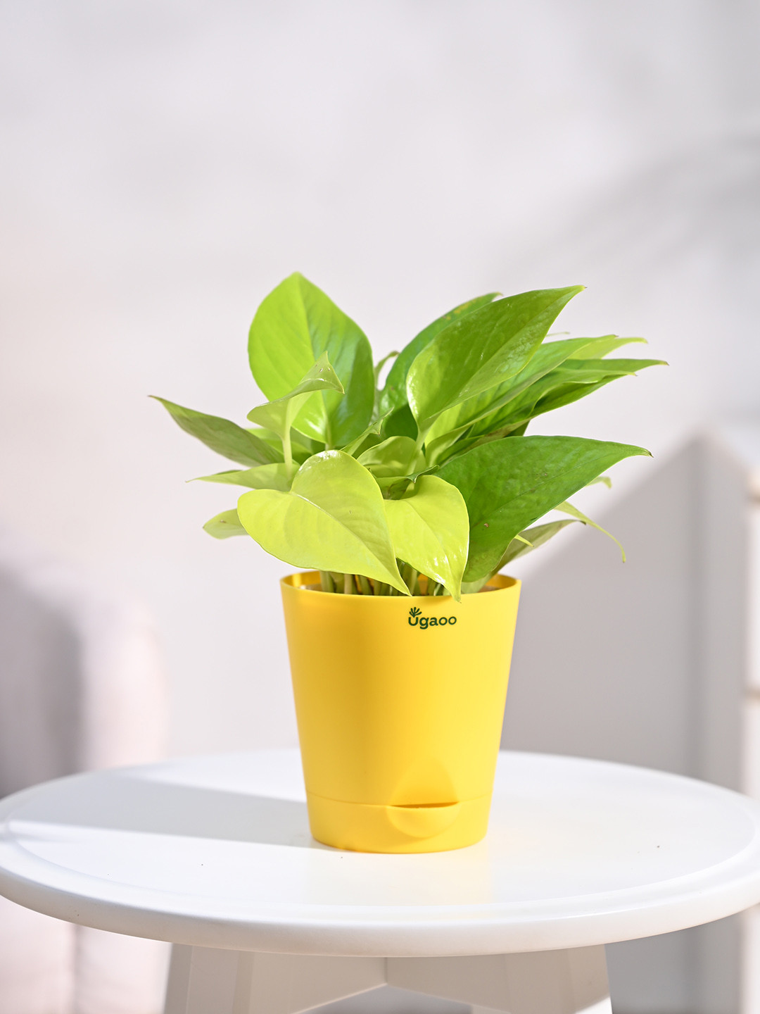 UGAOO Green & Yellow Money Plant With Self Watering Pot