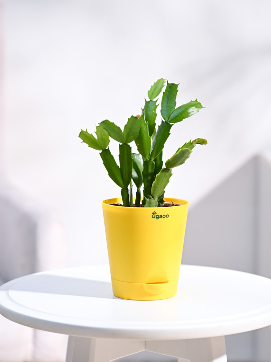 UGAOO Green & Yellow Christmas Cactus Plant With Self Watering Pot