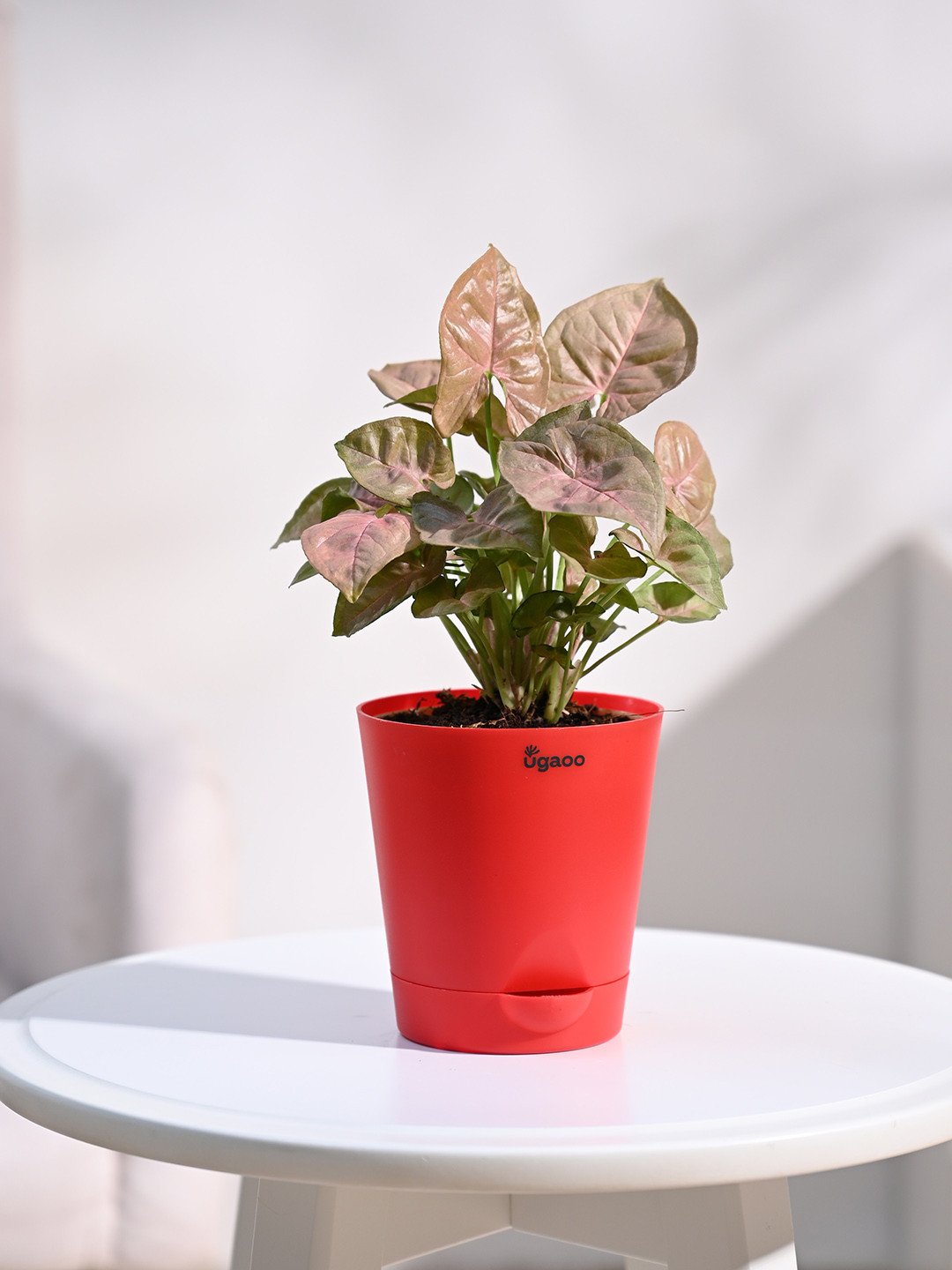 UGAOO Pink & Red Syngonium Plant With Self Watering Pot