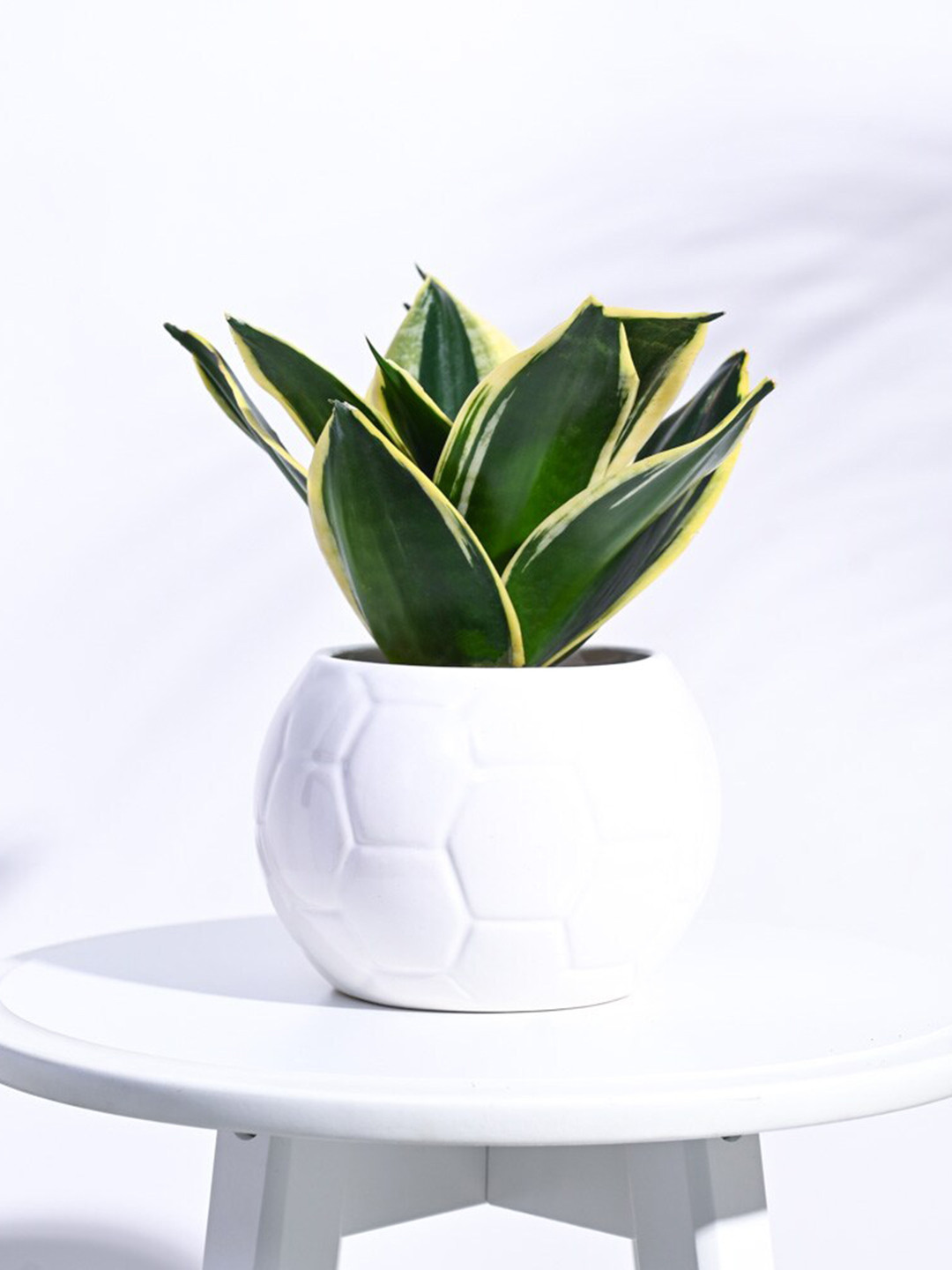 UGAOO White Football Textured Ceramic Planter